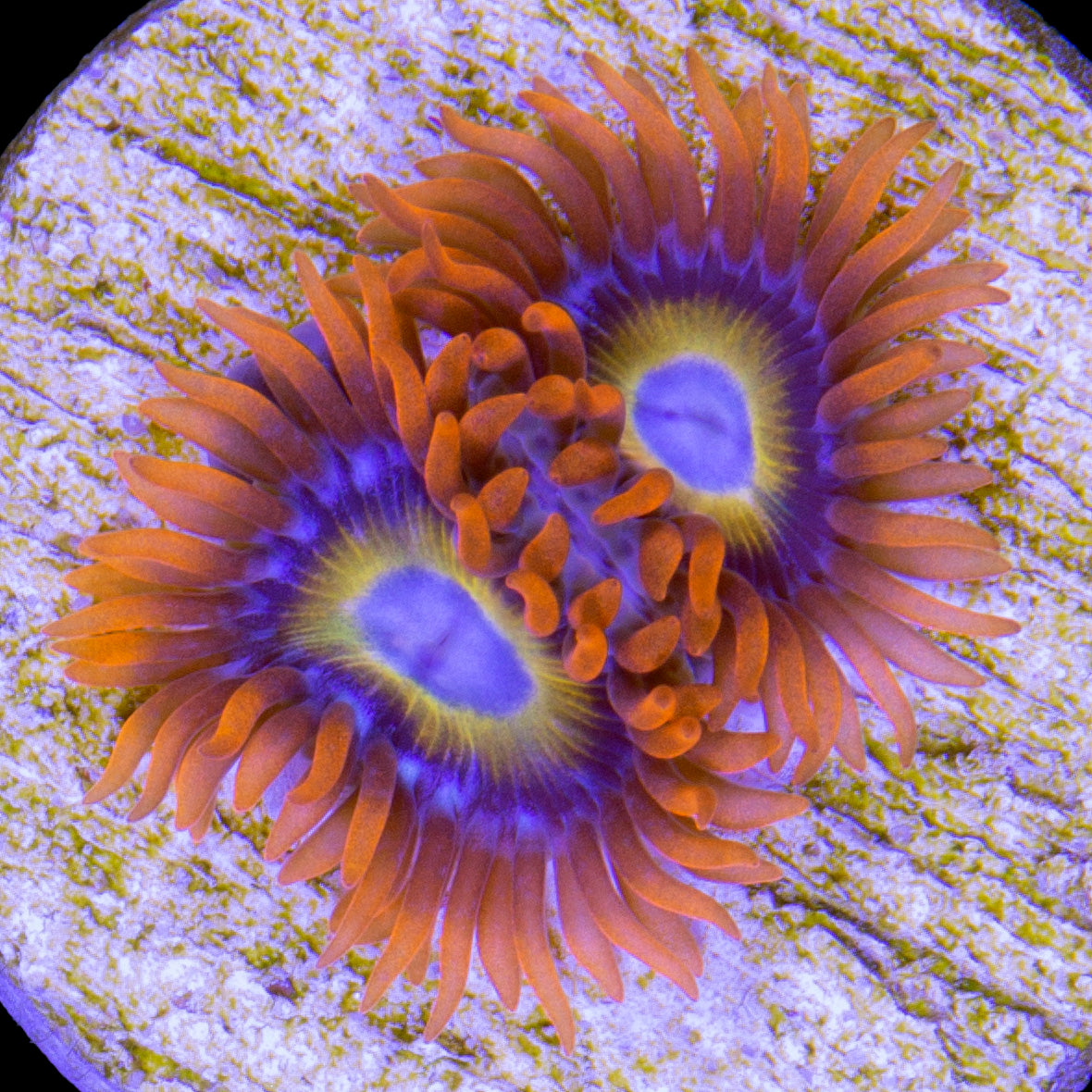 Blue Eyed Blonde Zoanthids