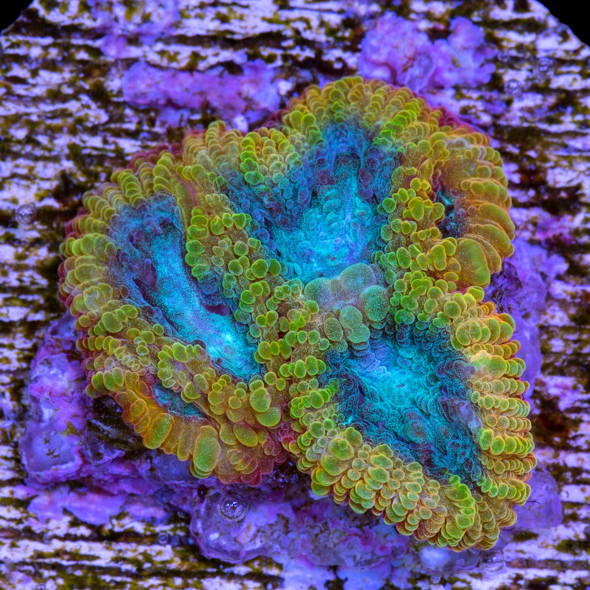 Vivid's Blue Flame Favia