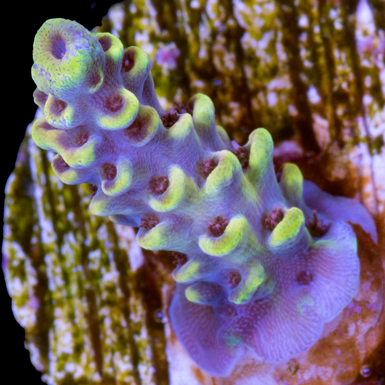 Yellowjacket Acropora Coral