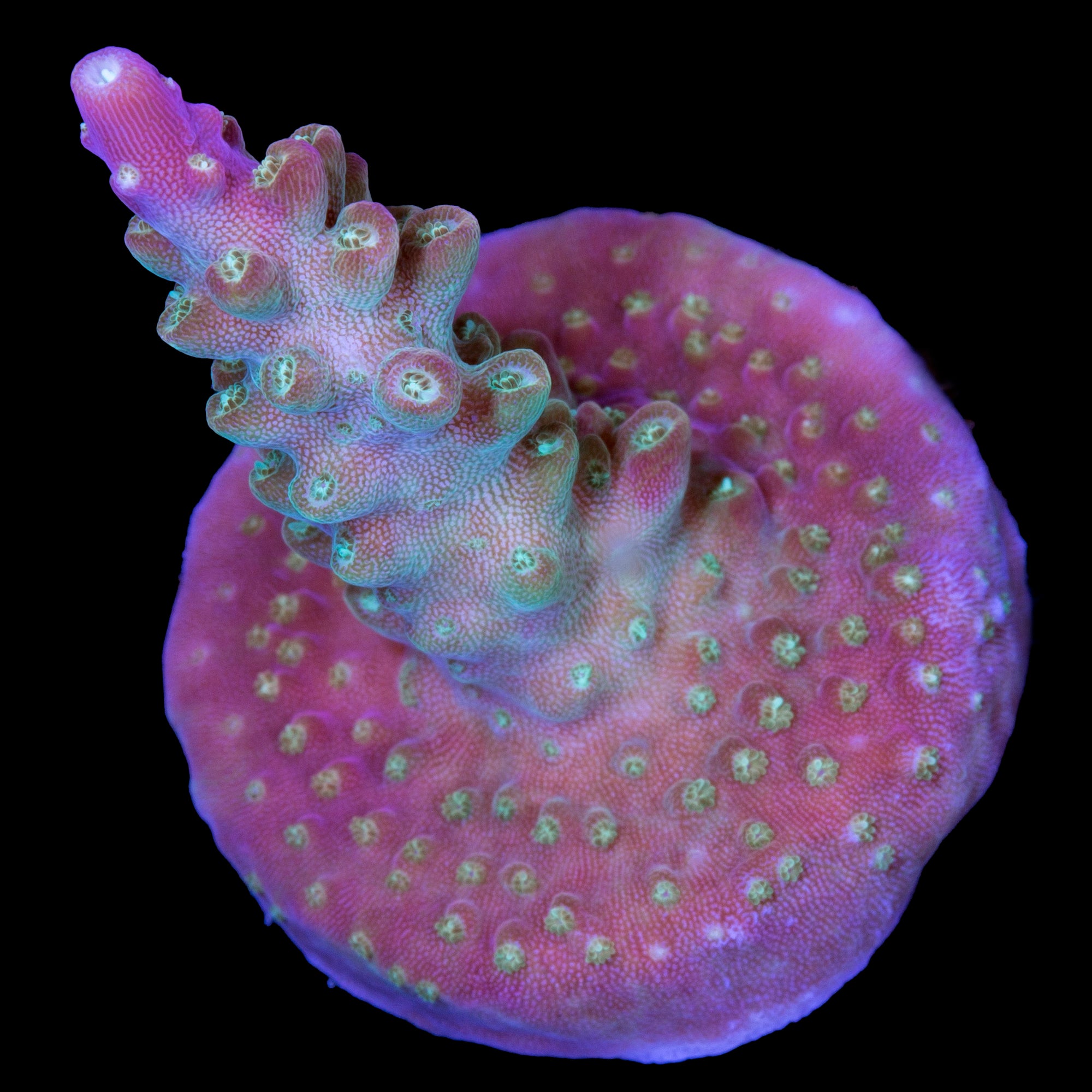 Tequila Sunrise Acropora Coral