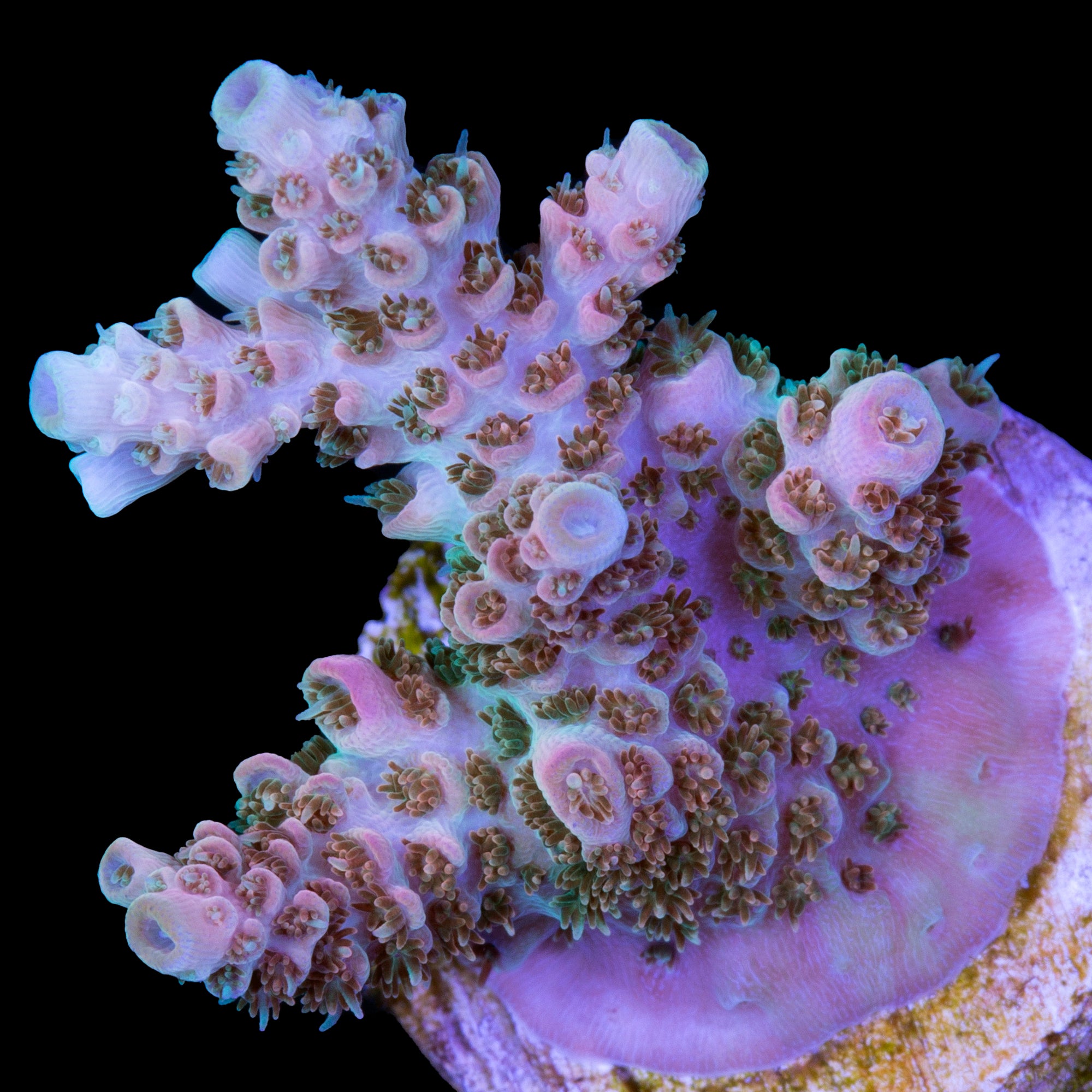 TSA Bill Murray Acropora Coral