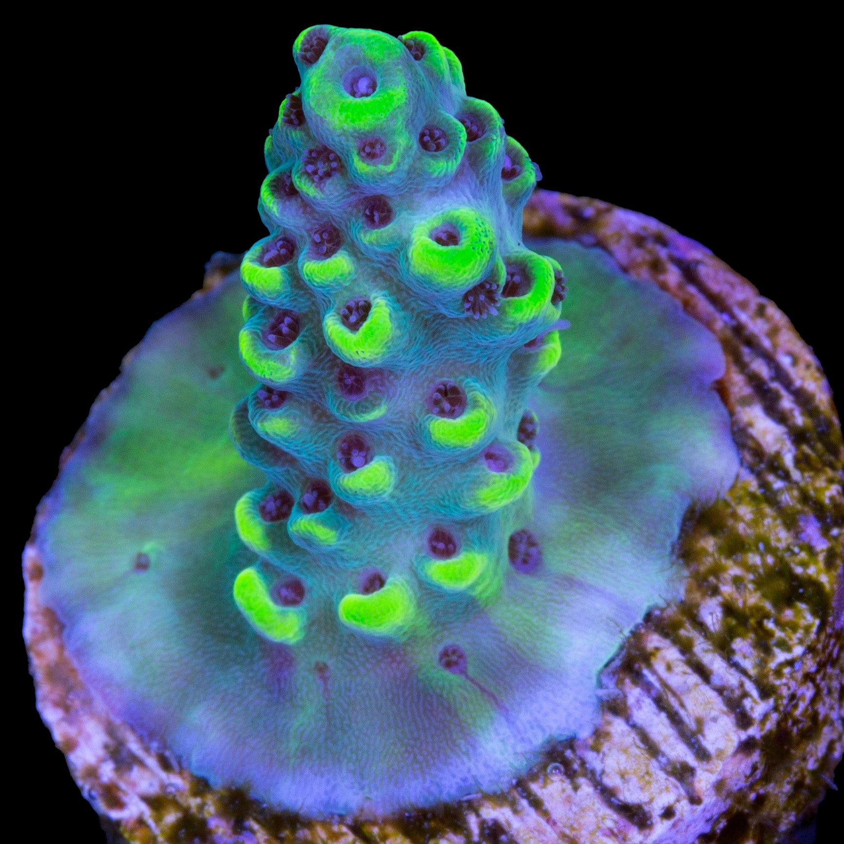 Vivid's Limelight Acropora Coral