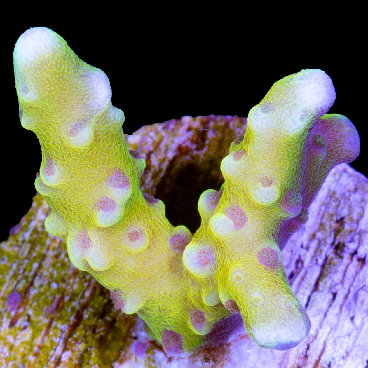 RRC Goldenrod Anacropora Coral