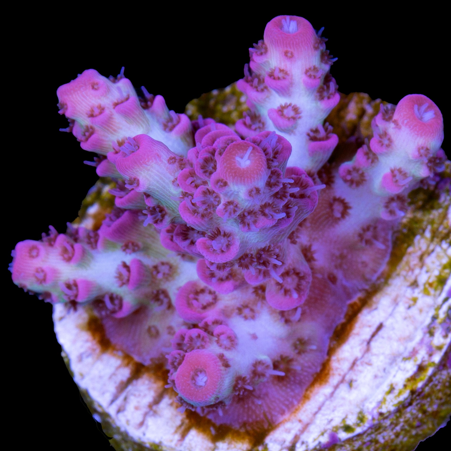 Vivid's Peppermint Table Acropora Coral