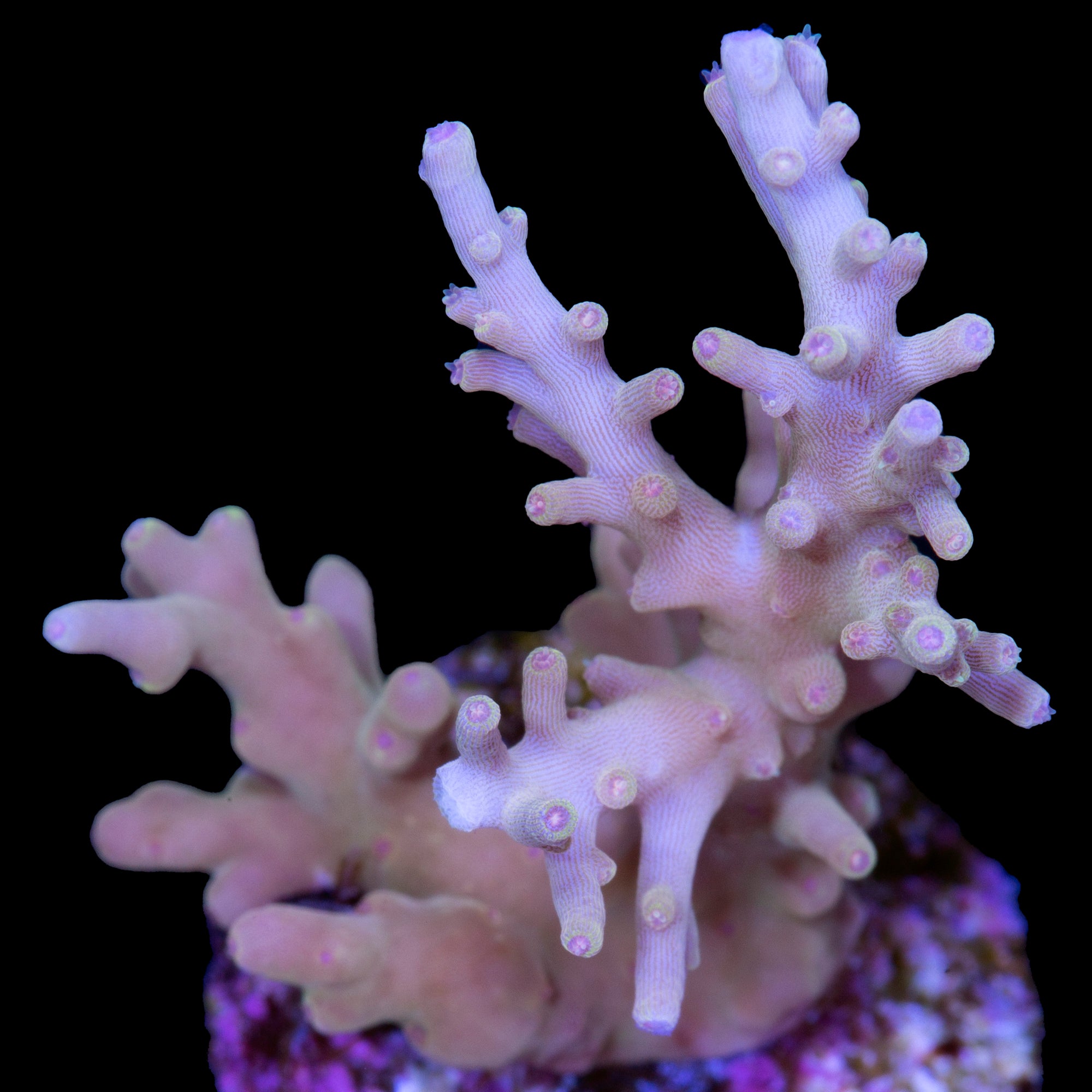 Vivid's Golden Dragon Acropora Coral