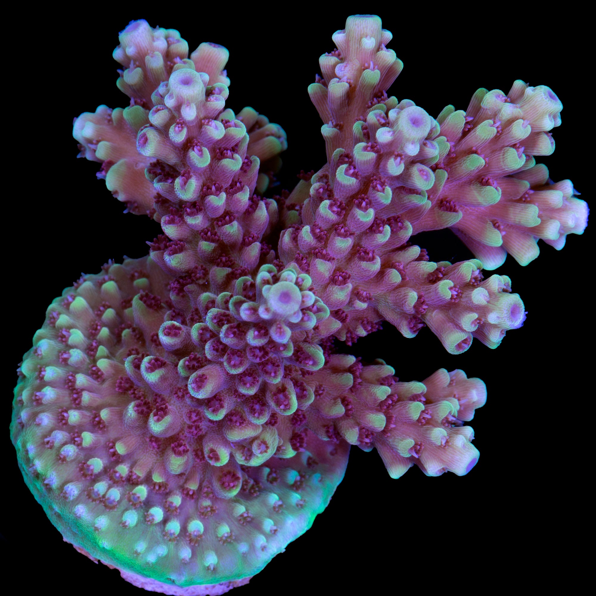 Vivid's Crazy 8 Acropora Coral