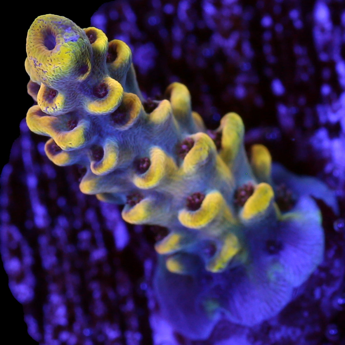 Yellowjacket Acropora Coral