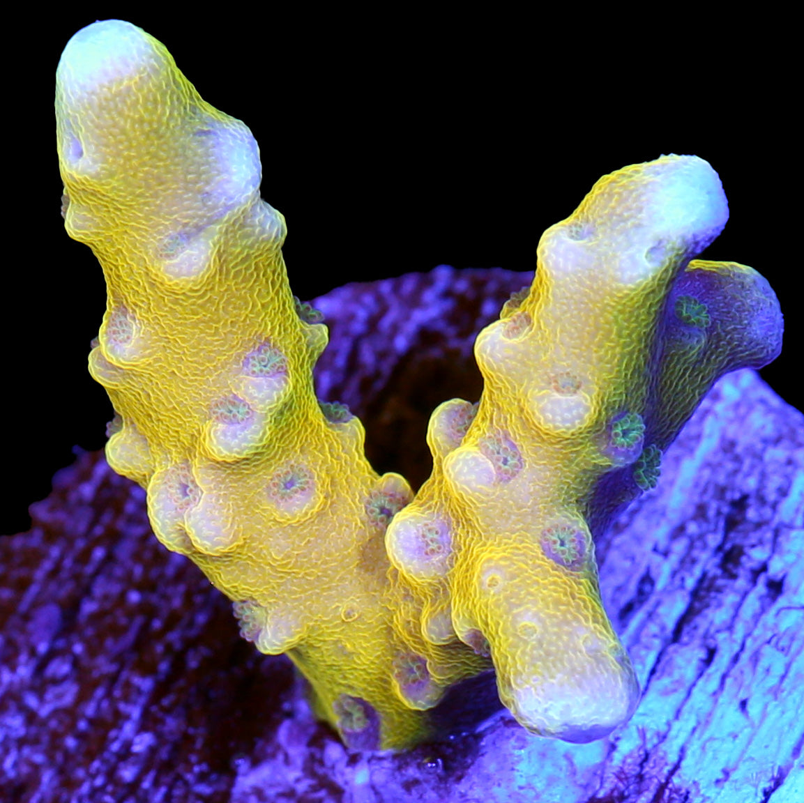 RRC Goldenrod Anacropora Coral