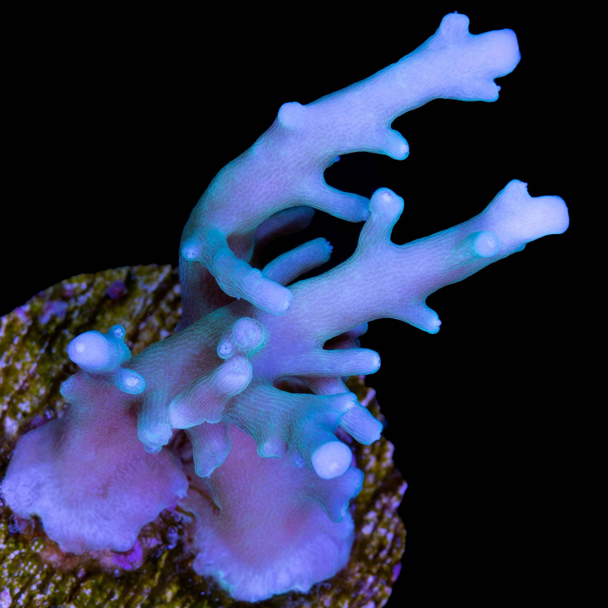 Vivid's Dragontail Acropora Coral