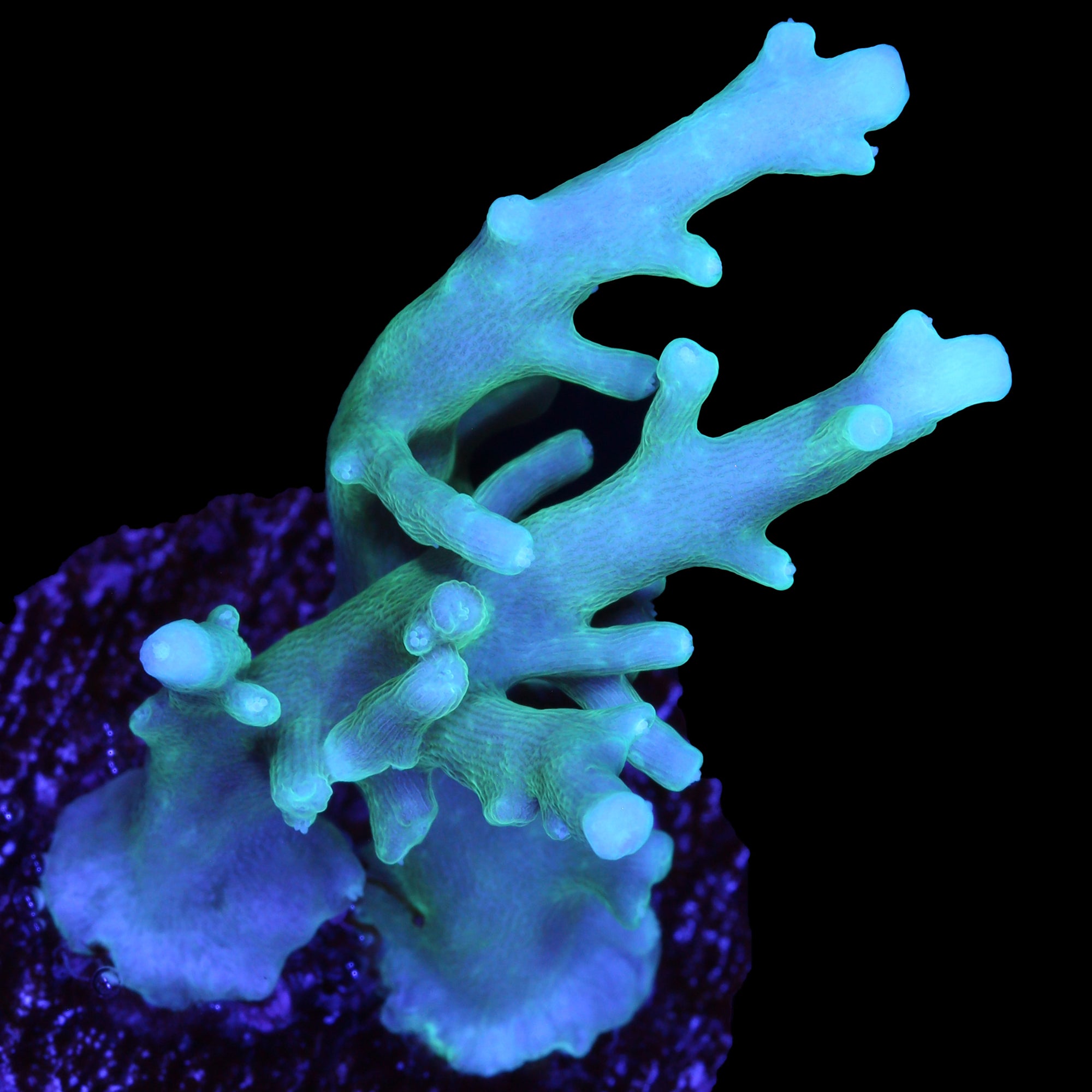 Vivid's Dragontail Acropora Coral