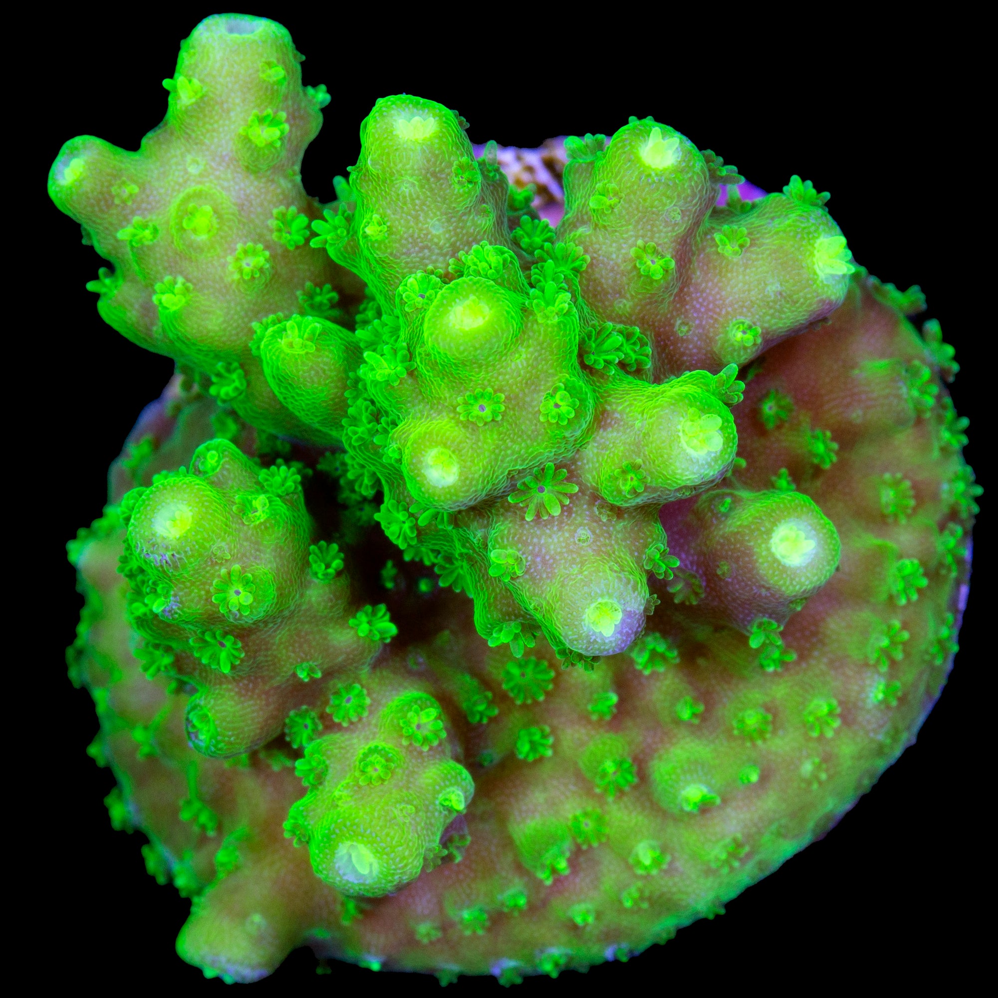 Vivid's Laser Beam Acropora Coral