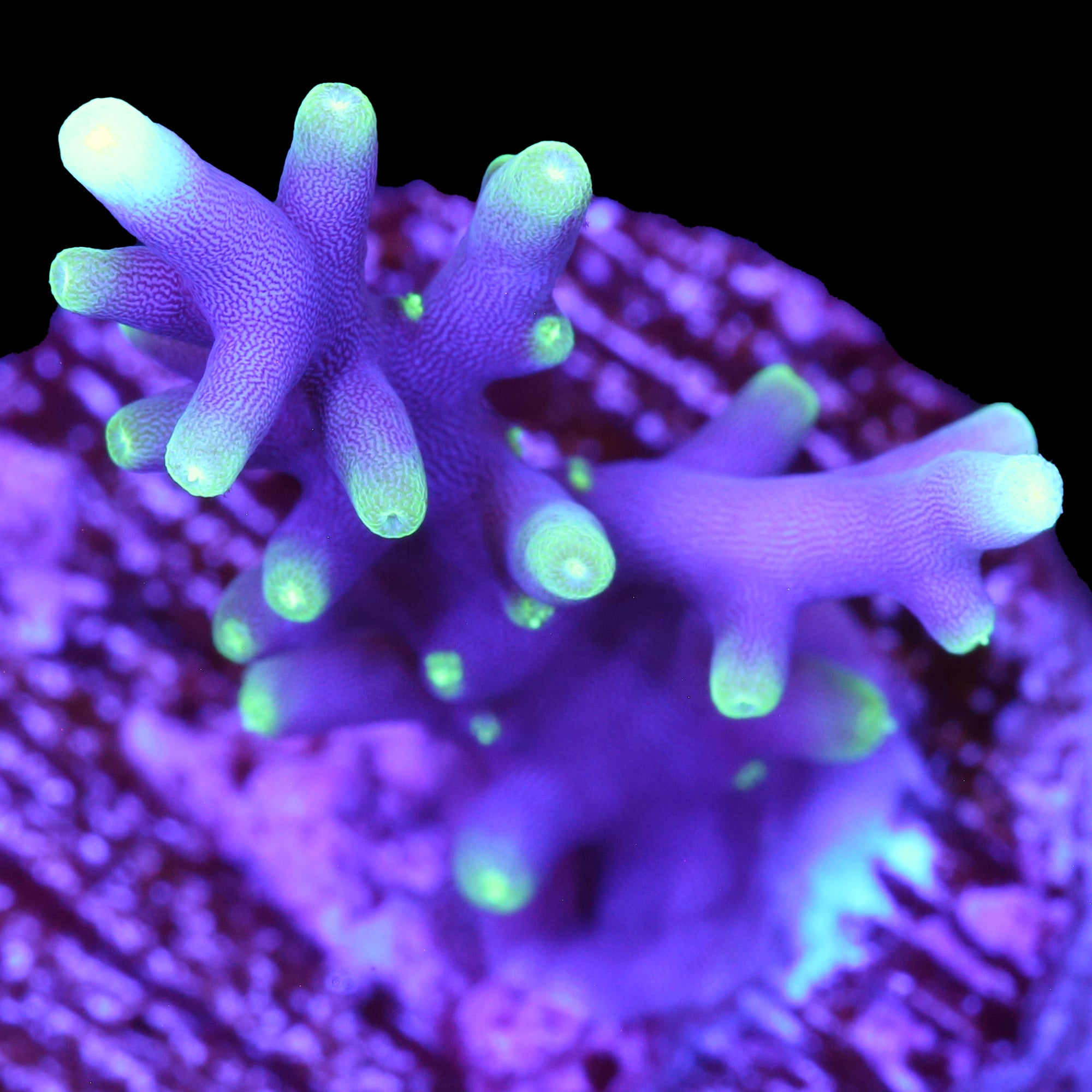 Vivid Space Dragon Acropora Coral