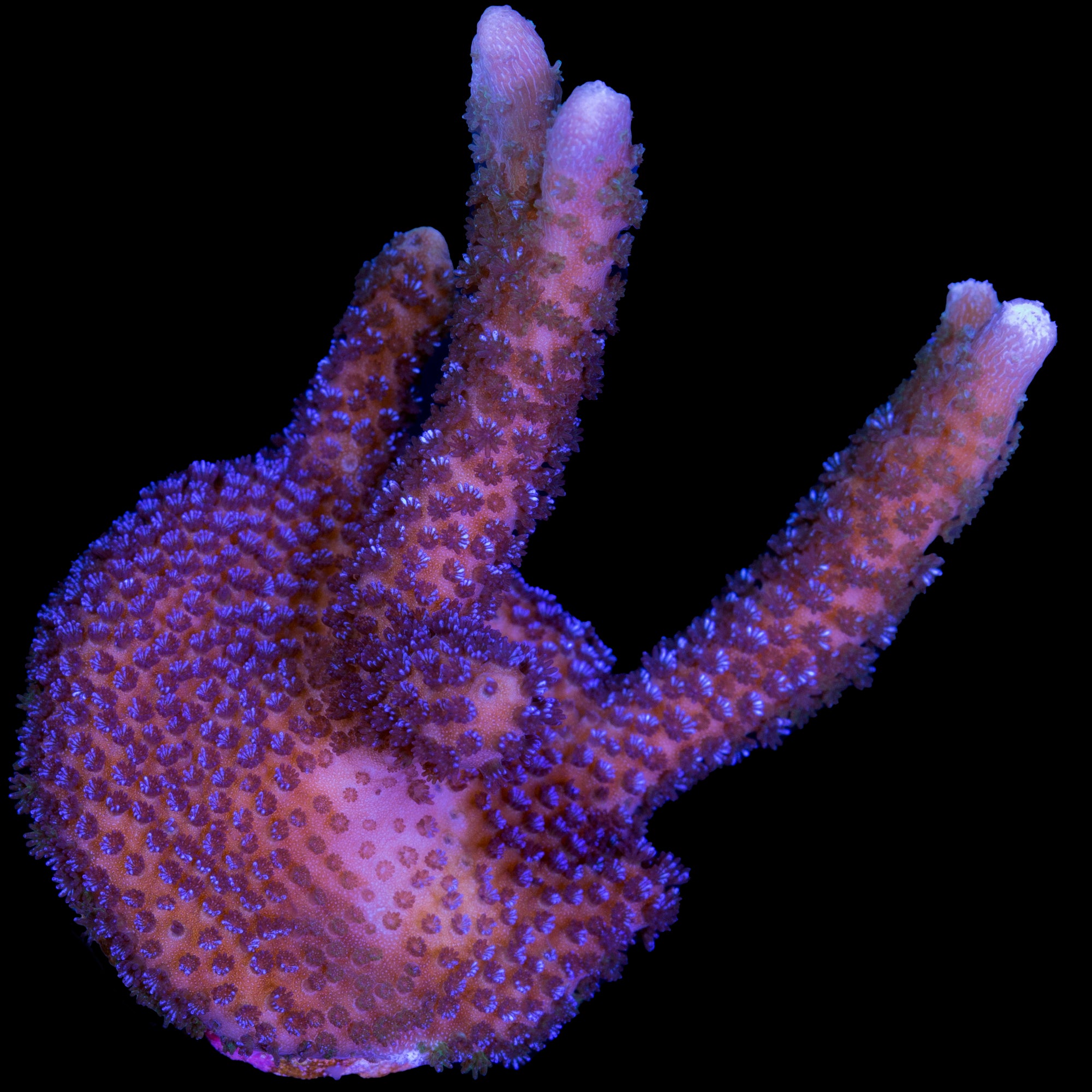 Blue Polyp Montipora Digitata Coral