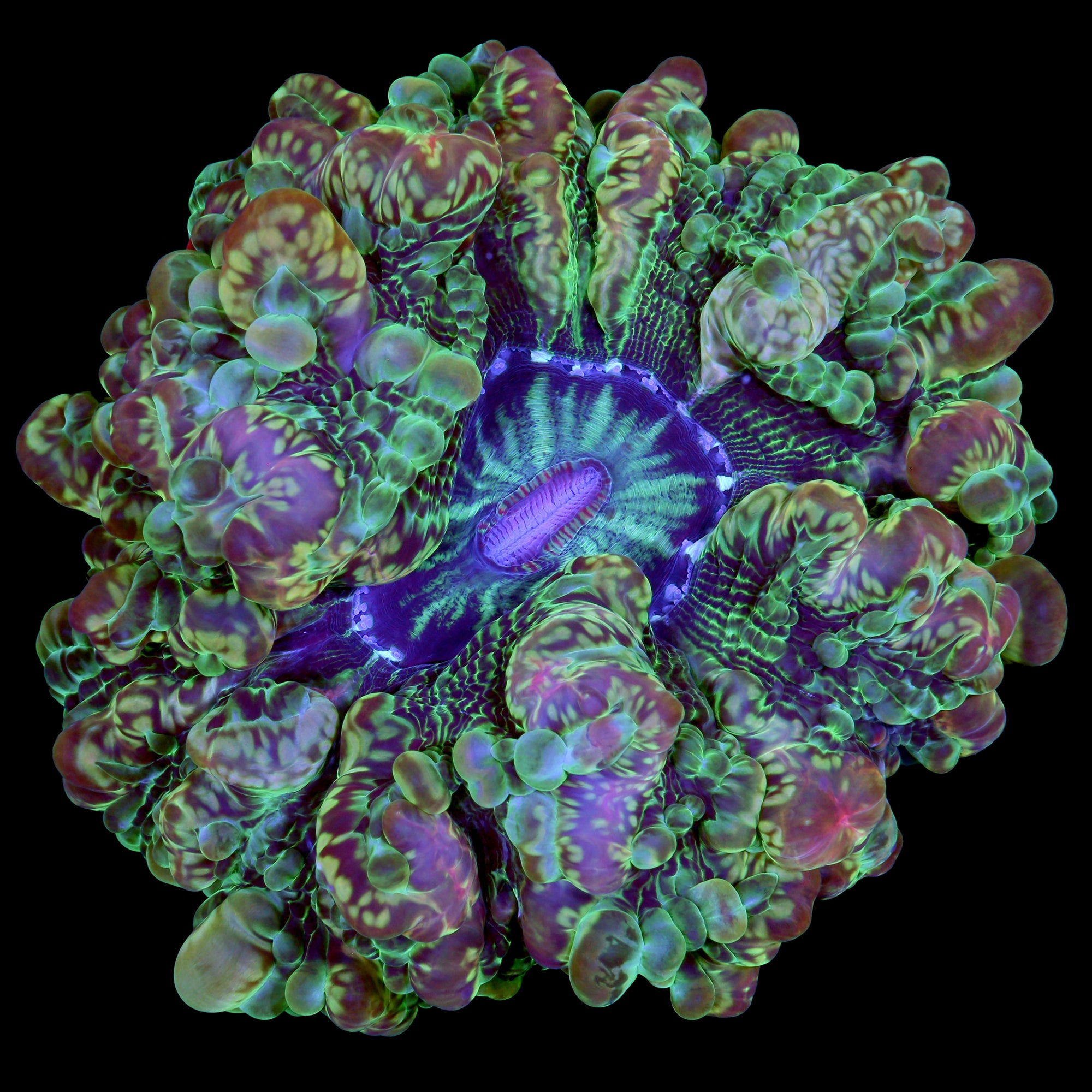 Master Indophyllia Coral