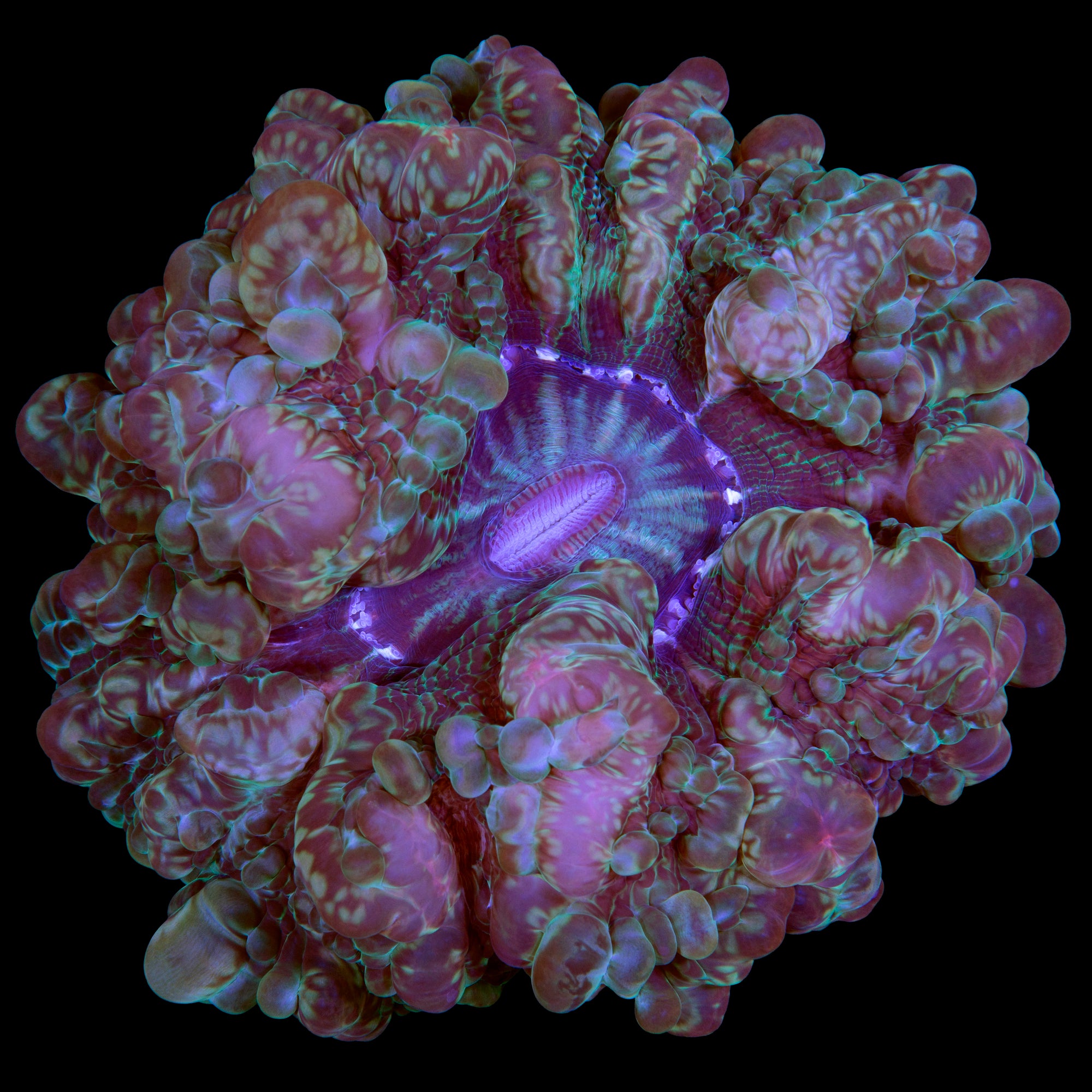 Master Indophyllia Coral