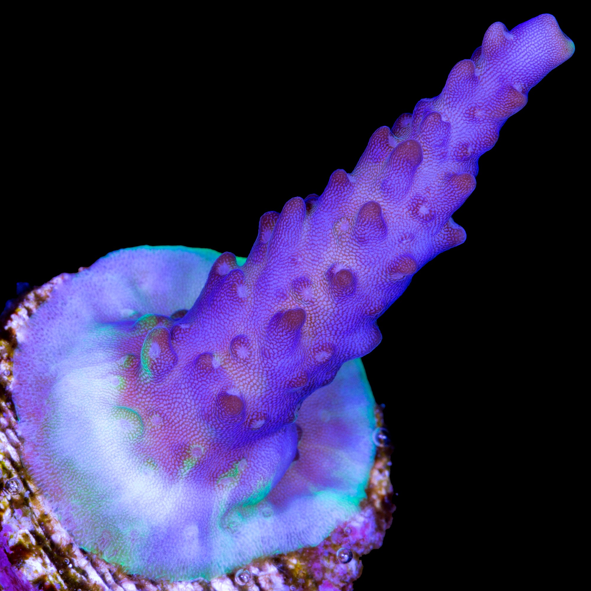 Purple Valida Acropora Coral