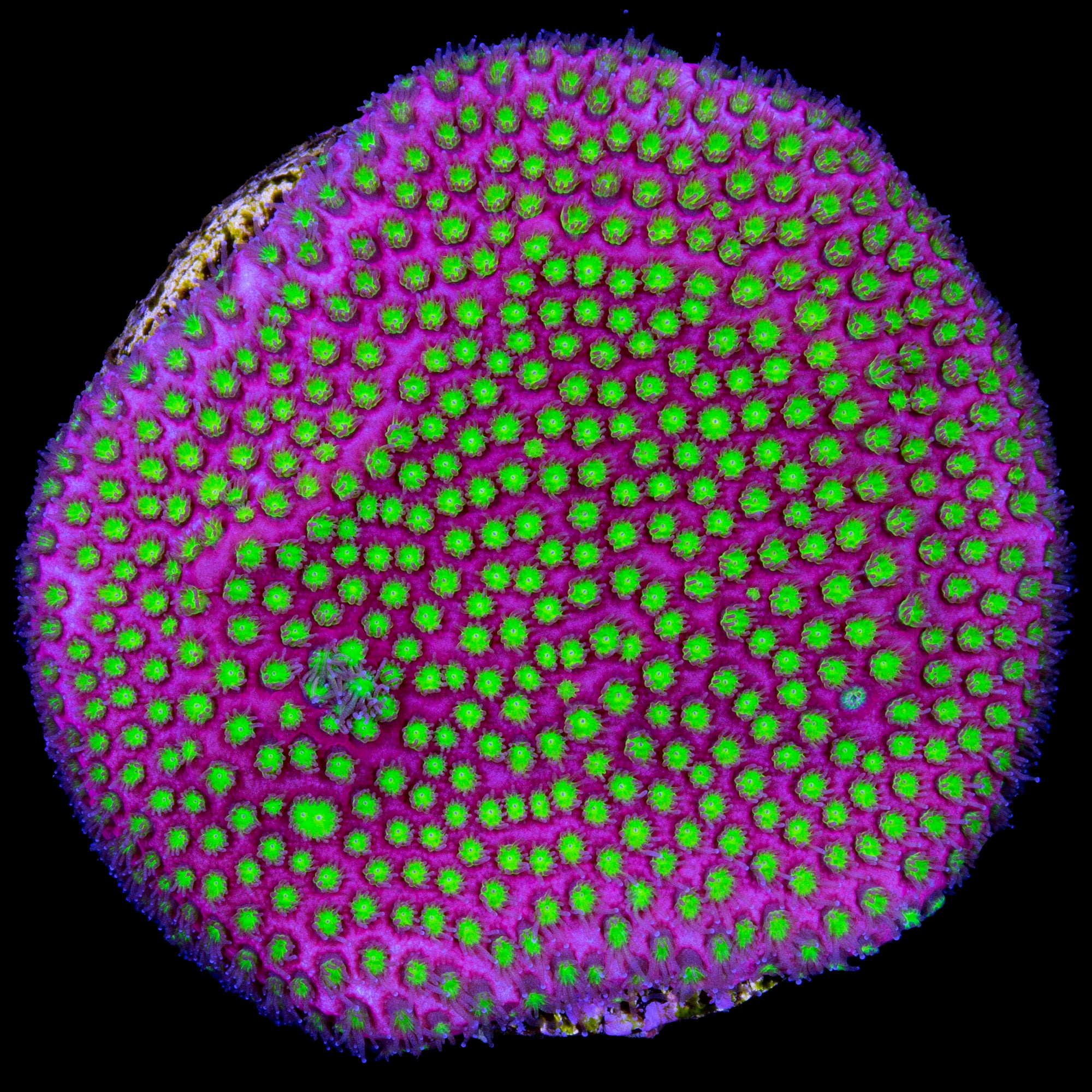 Electric Daisy Stylocoeniella Coral