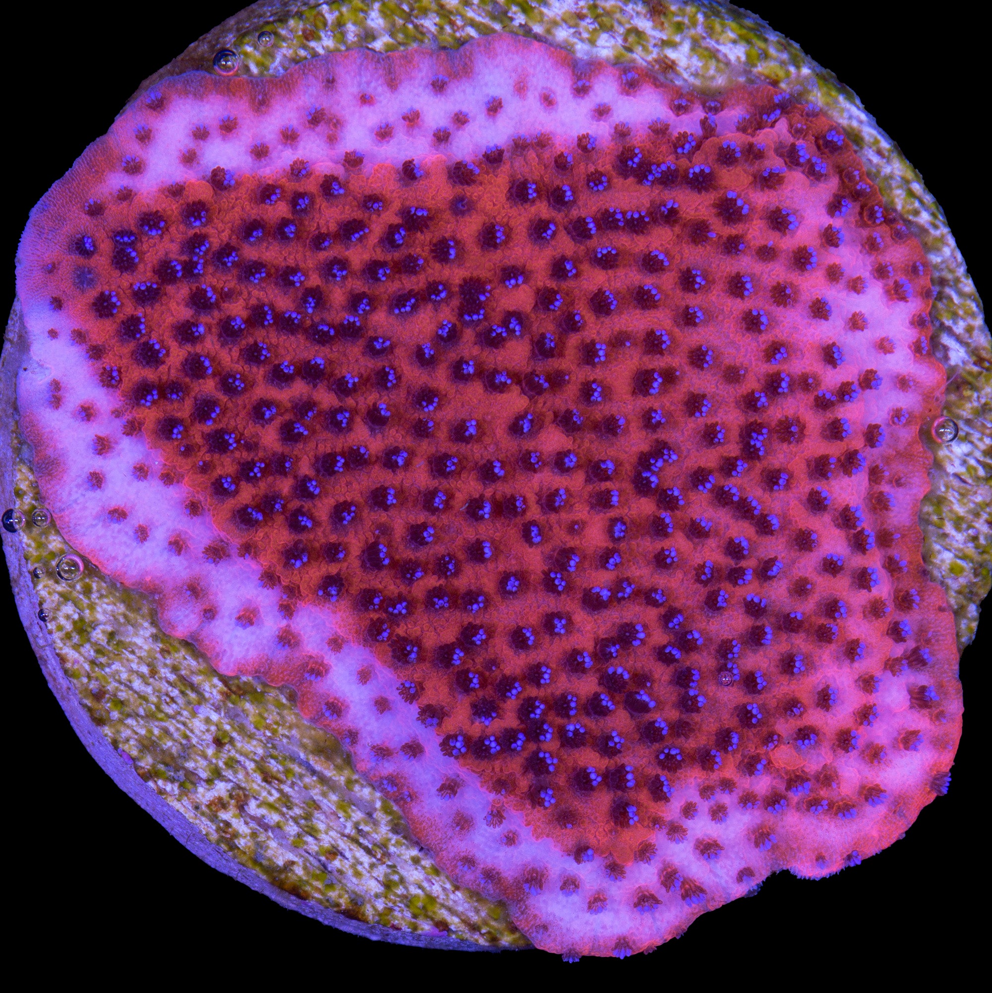 Mystic Sunset Montipora Coral