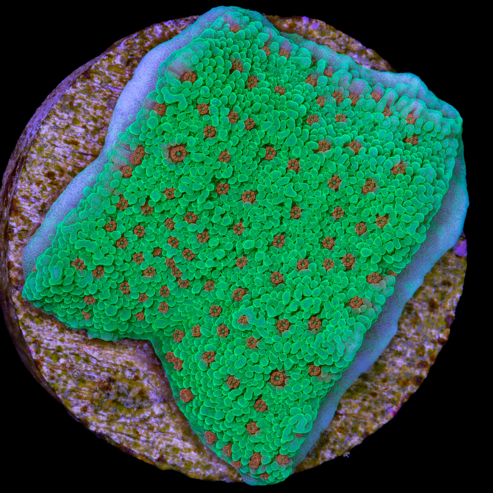 Season's Greetings Montipora Coral