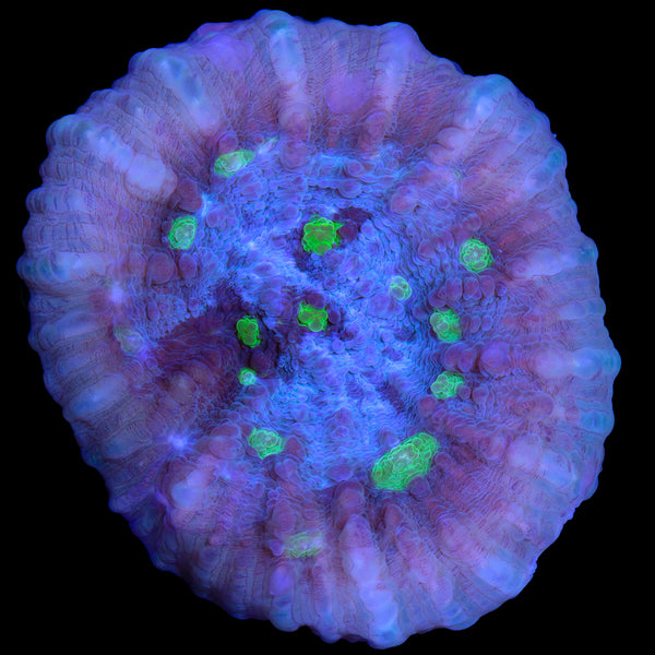 Aquacultured Corals for Sale Buy Aquacultured Corals Buy Live Coral
