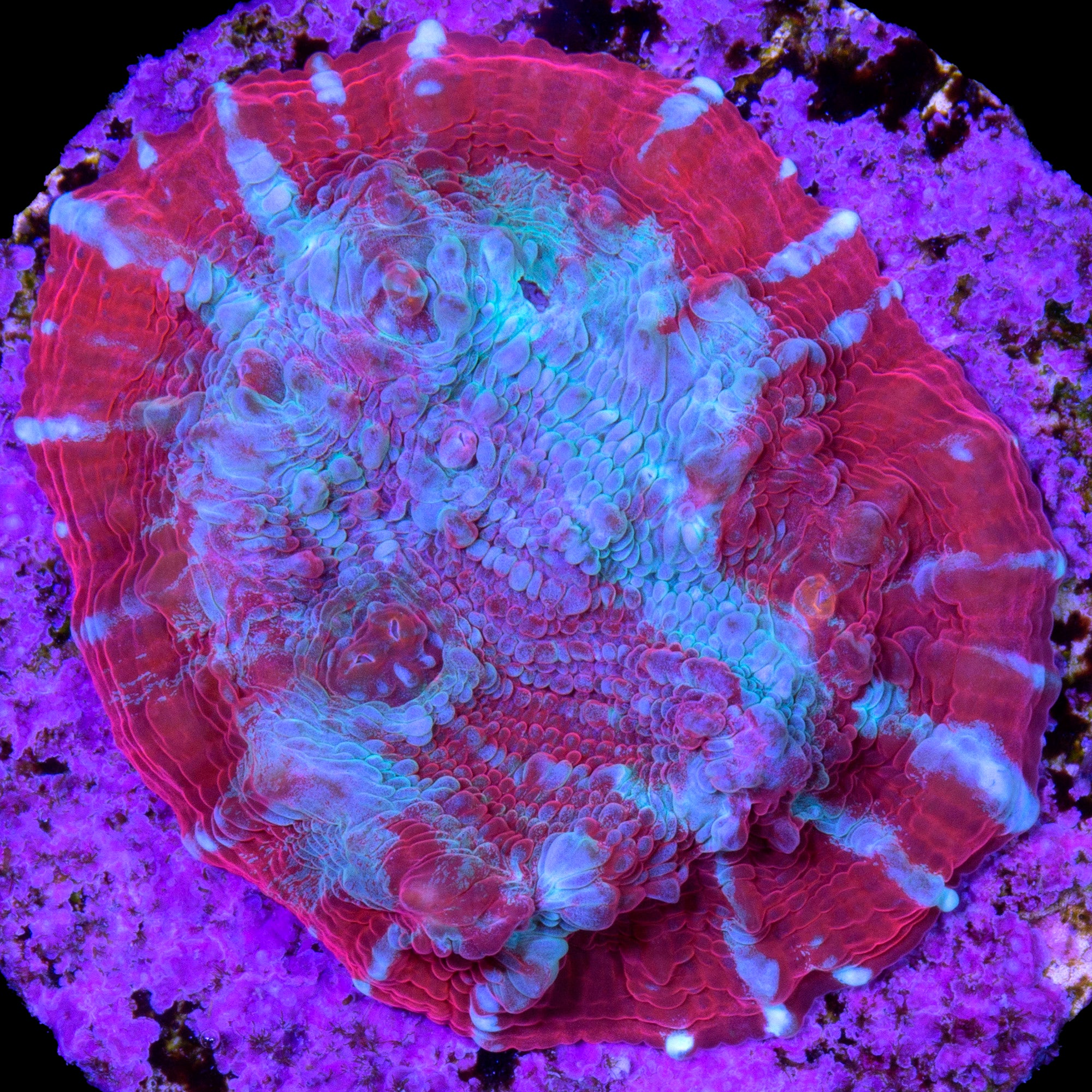 Hot Tamale Echinophyllia Coral