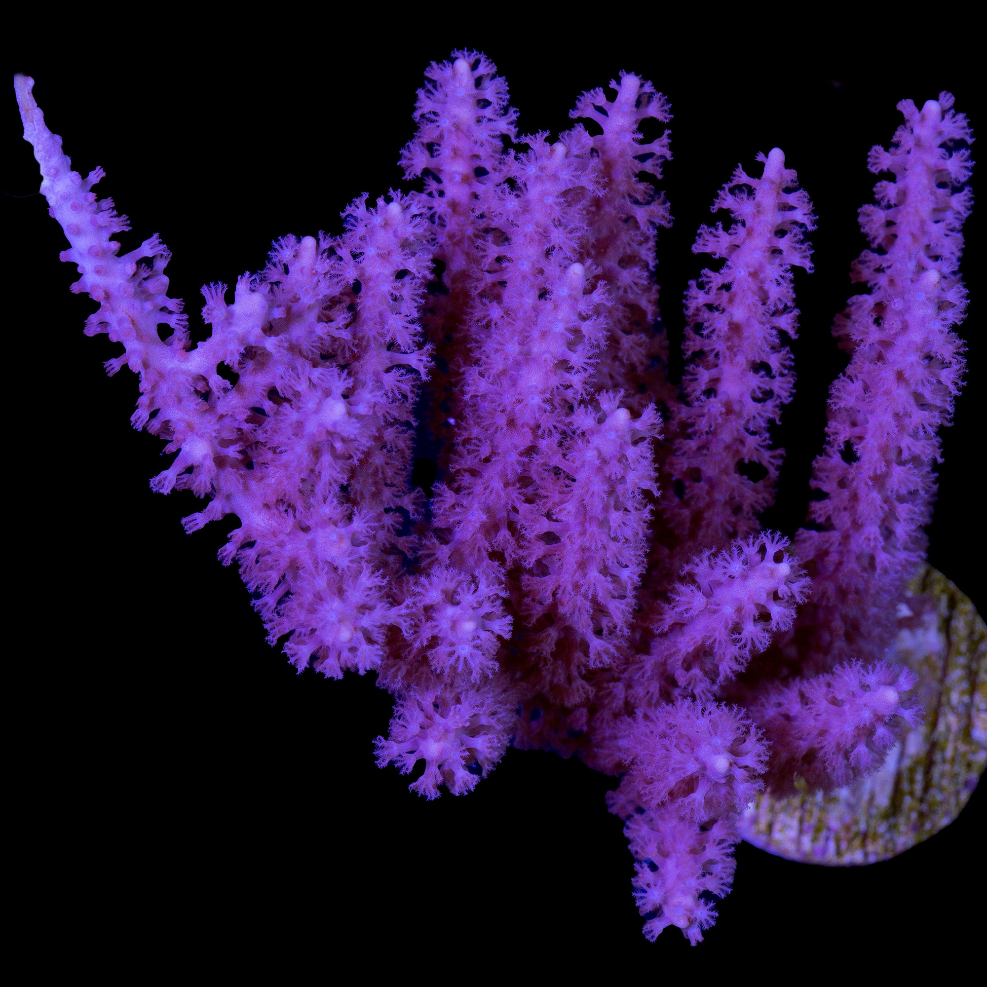 Purple Lace Photosynthetic Gorgonian