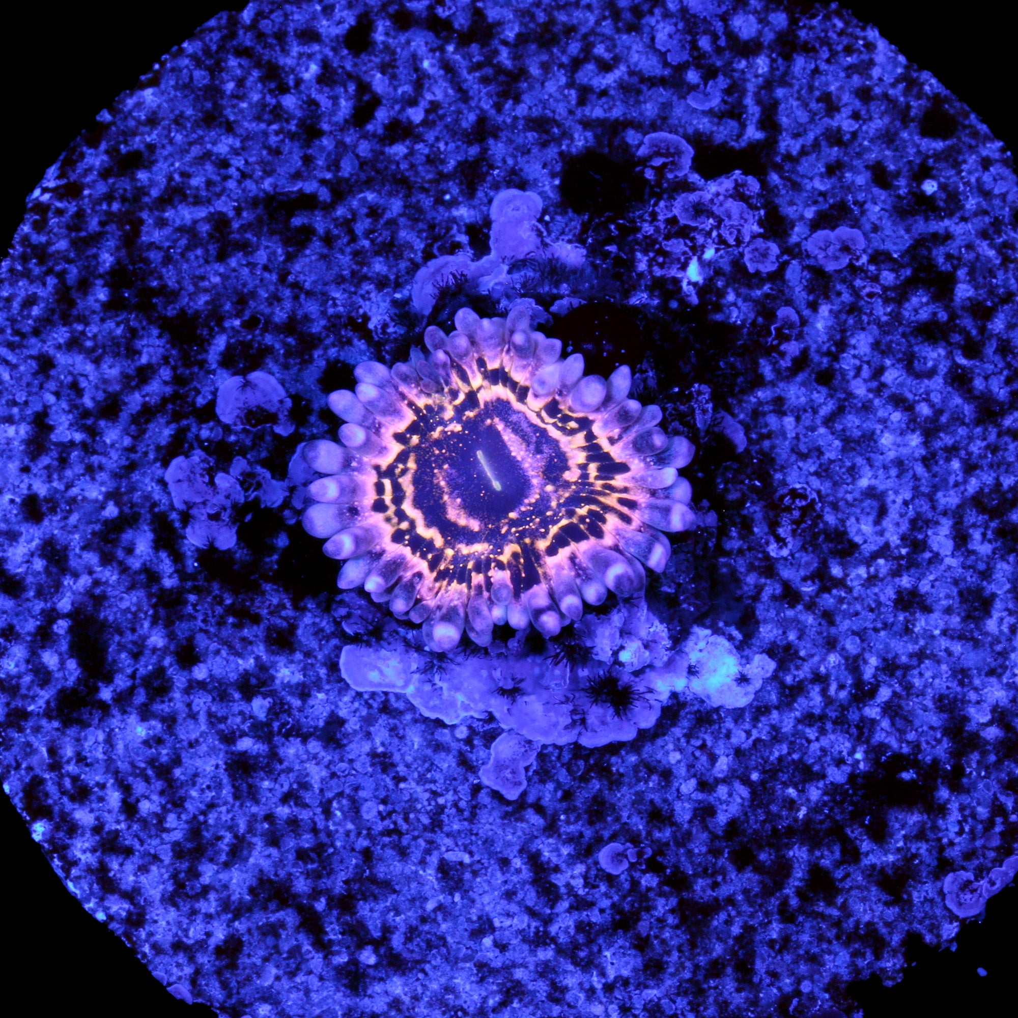 Stratosphere Zoanthids