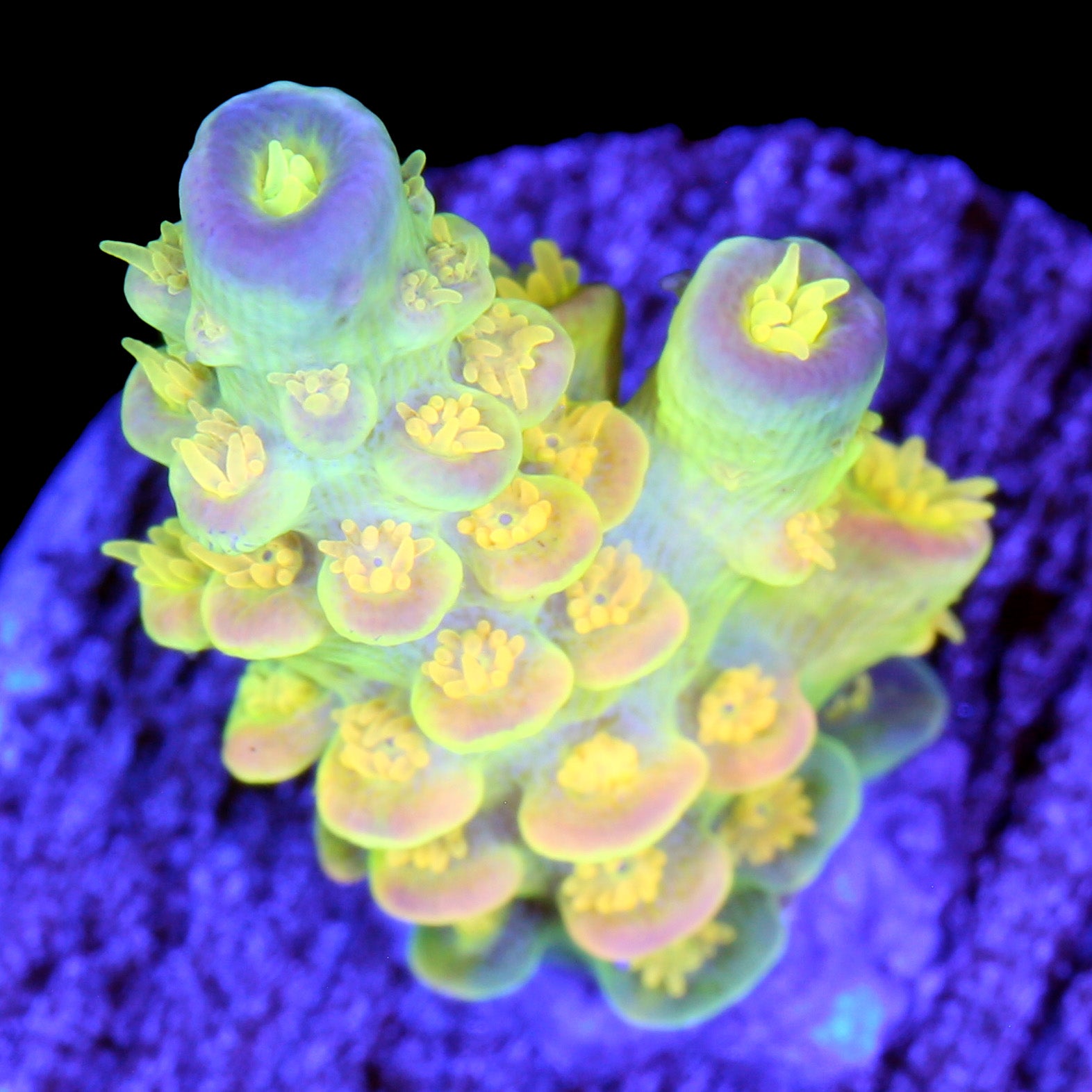 Walt Disney Tenuis Acropora Coral