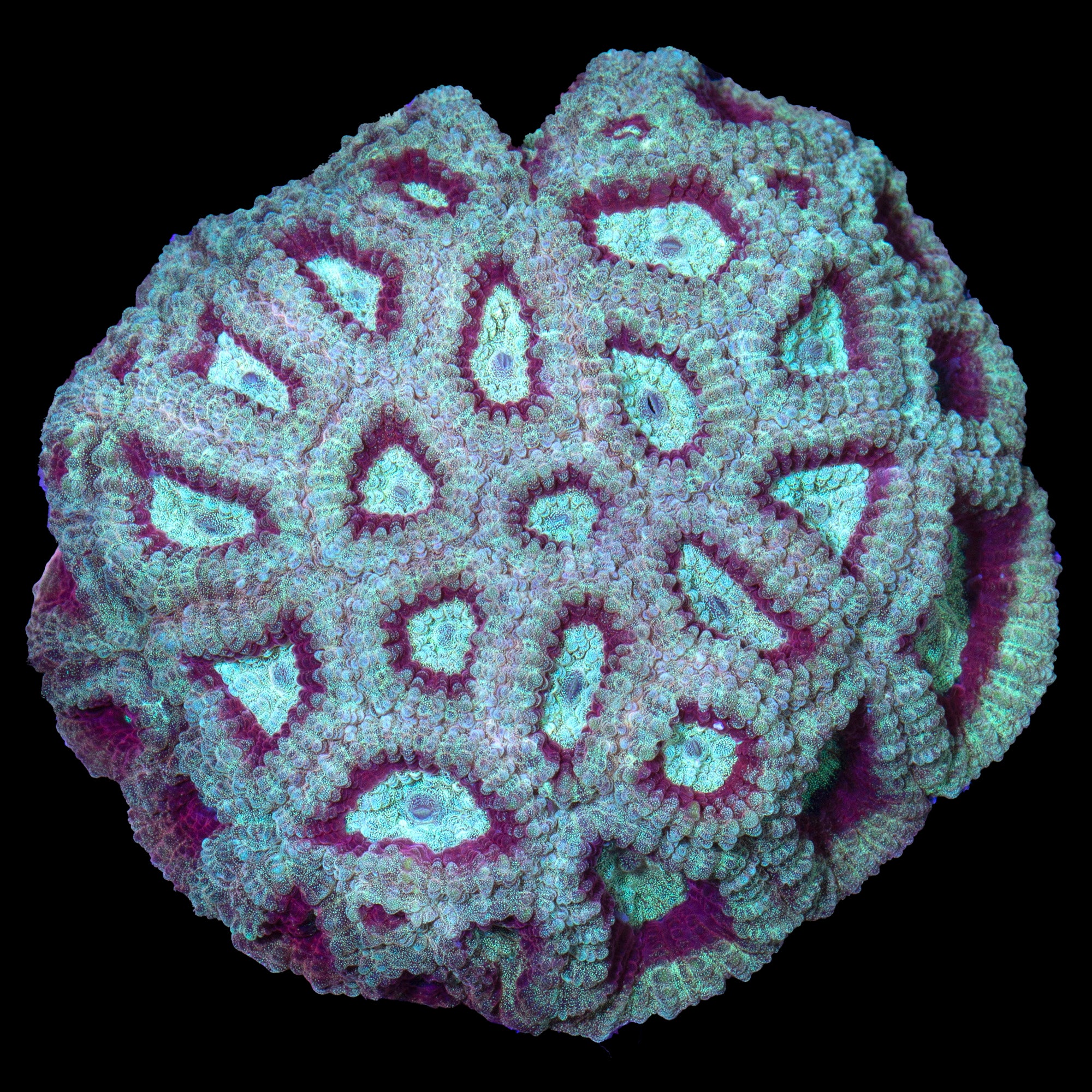Aqua-cultured Kingslayer Favia Coral Colony
