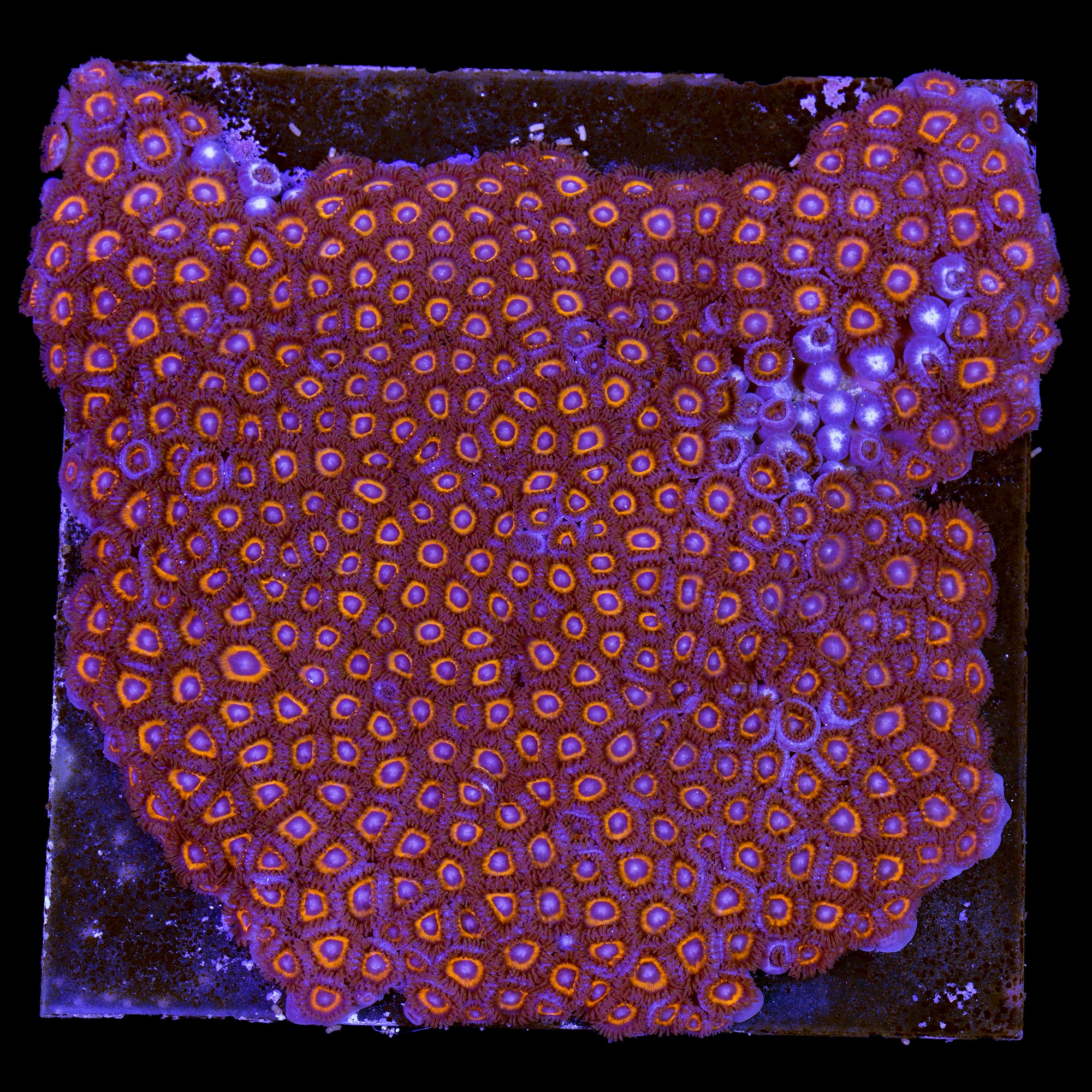 Bullseye Zoanthid Coral