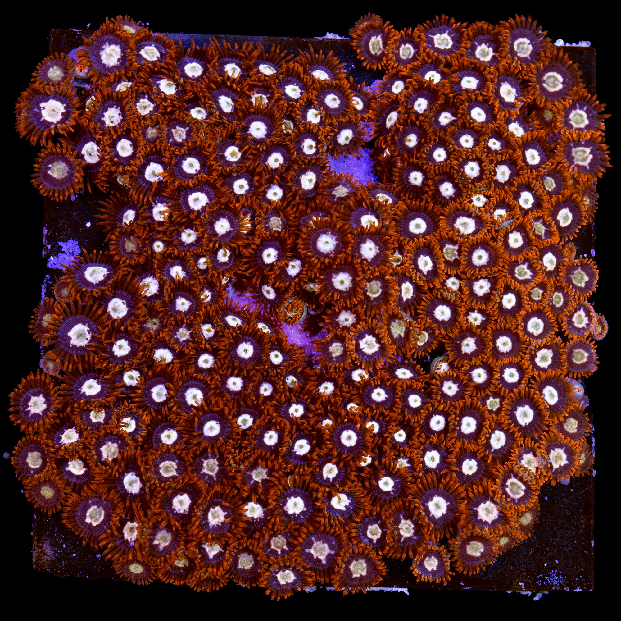 Vivid's Starfire Zoanthids