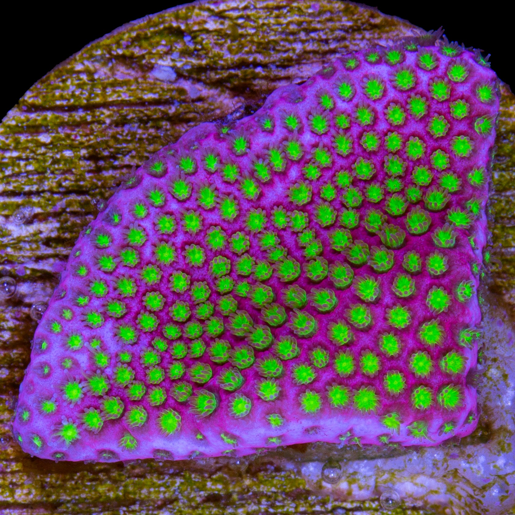 Electric Daisy Stylocoeniella Coral