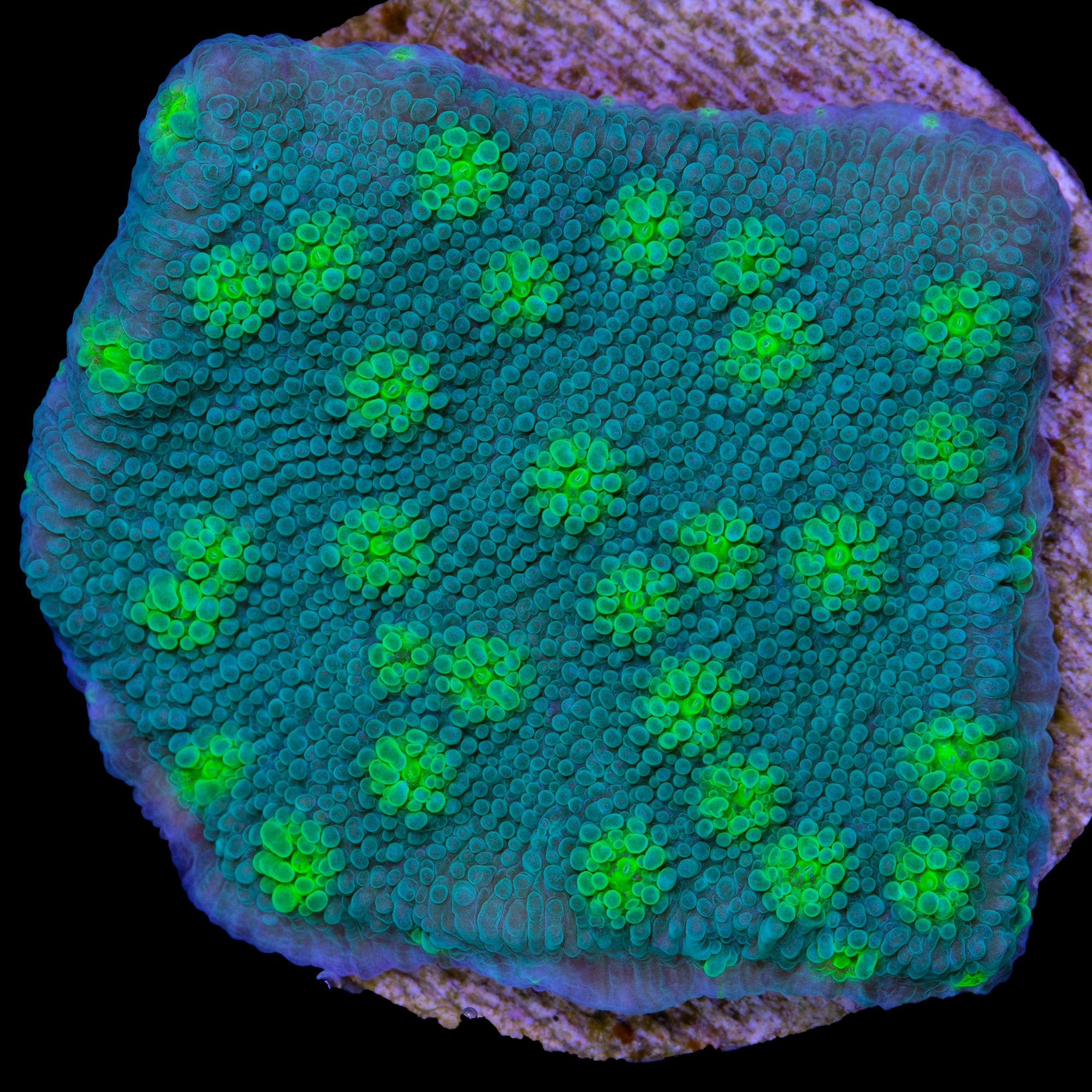 Firefly Echinopora Coral