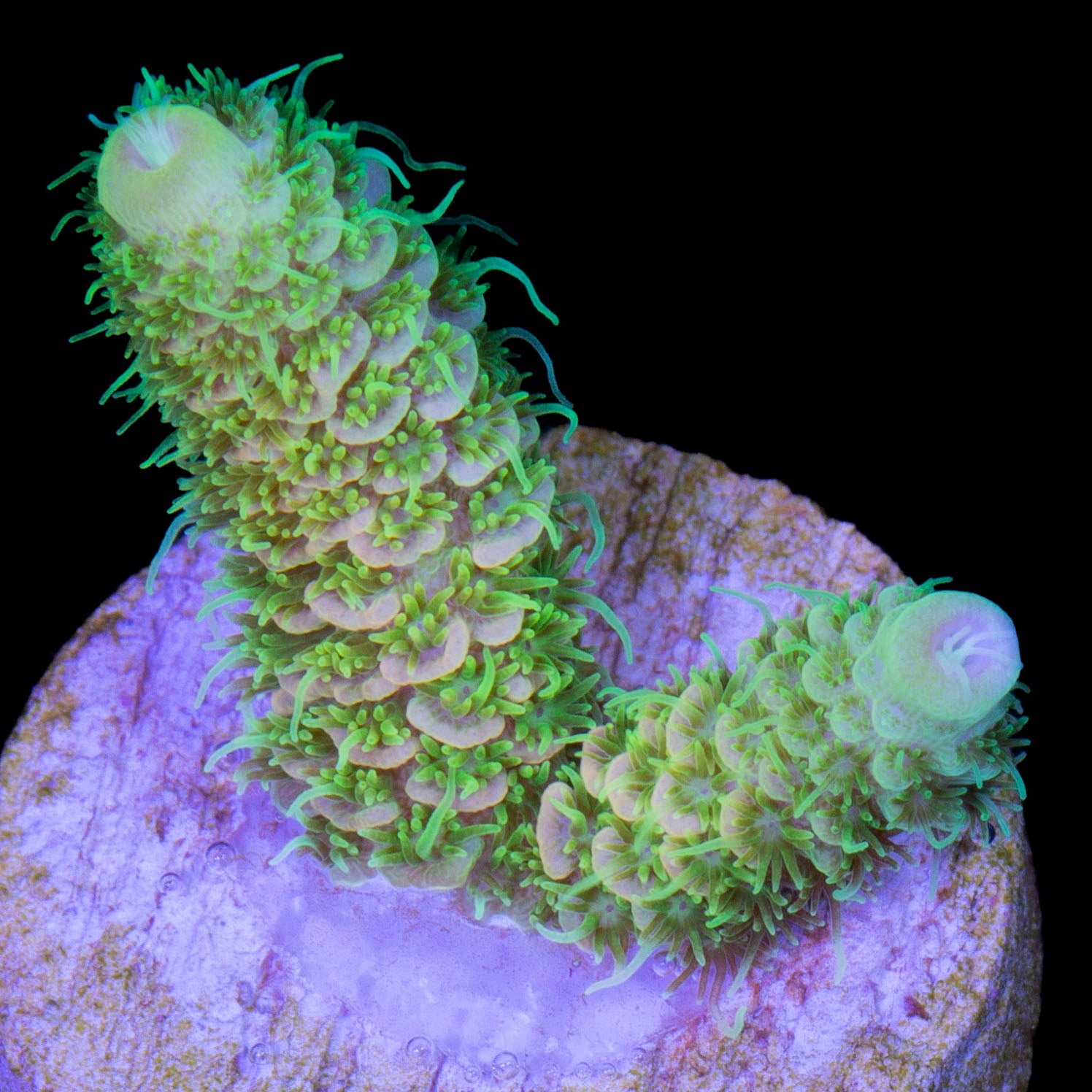 Sunrise Millepora Acropora Coral