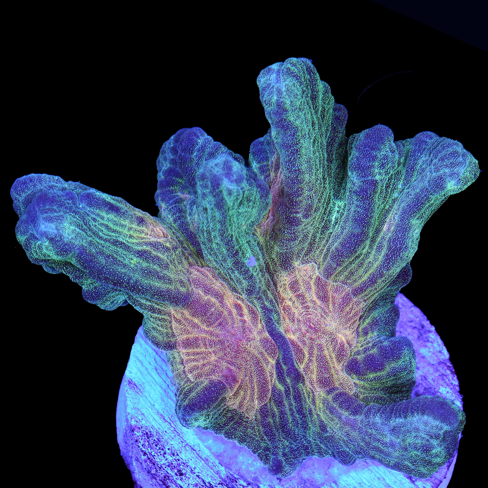 Rainbow Pectinia Coral