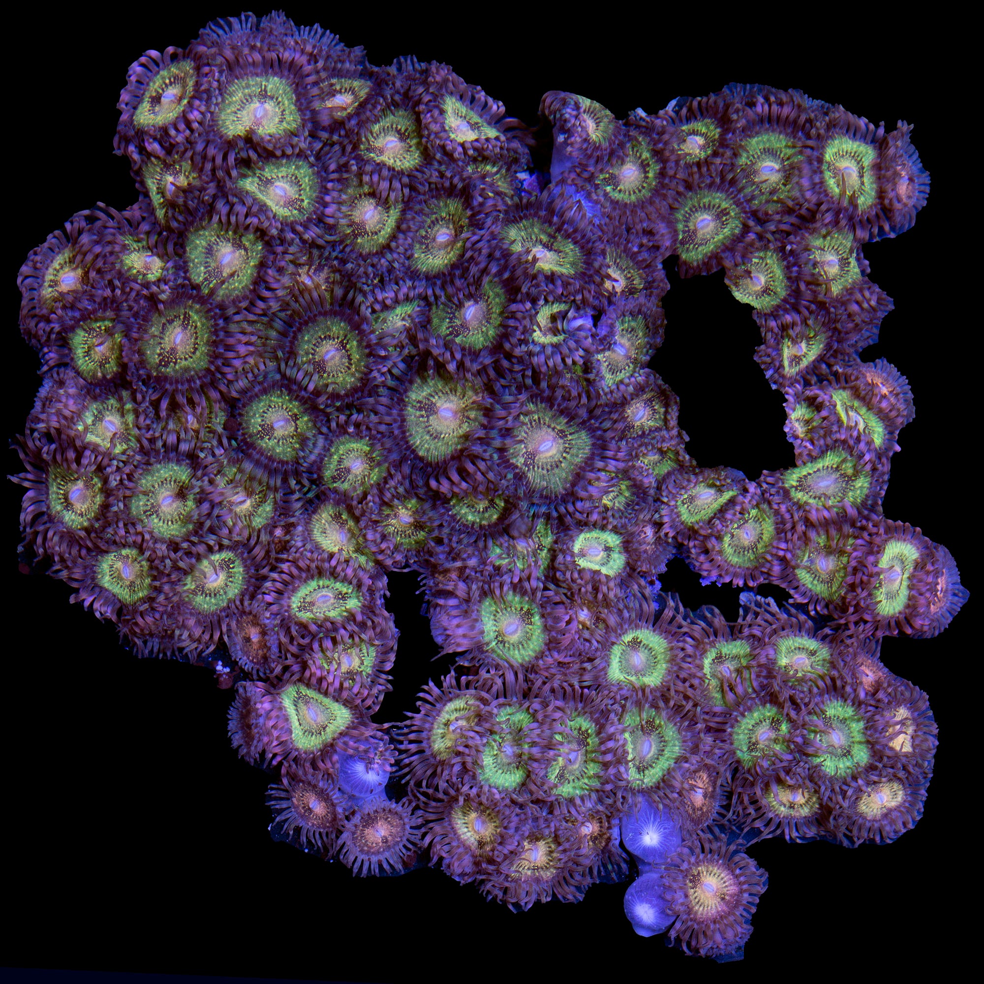 Vivid's Pandora Zoanthids