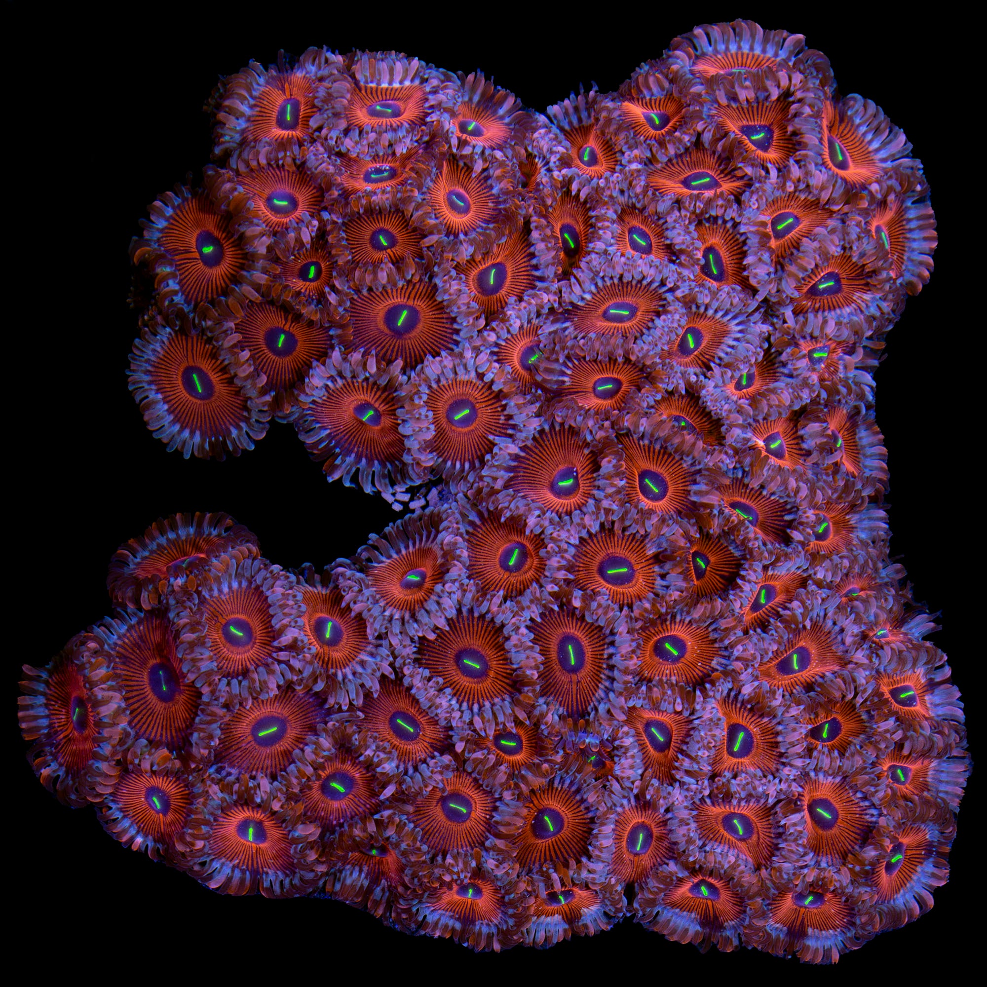 Vivid's Agave Zoanthids
