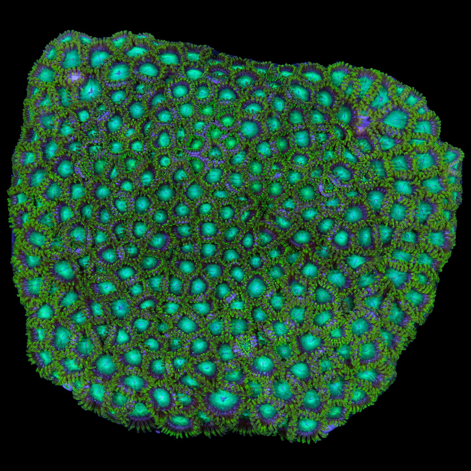 Radioactive Zoanthids