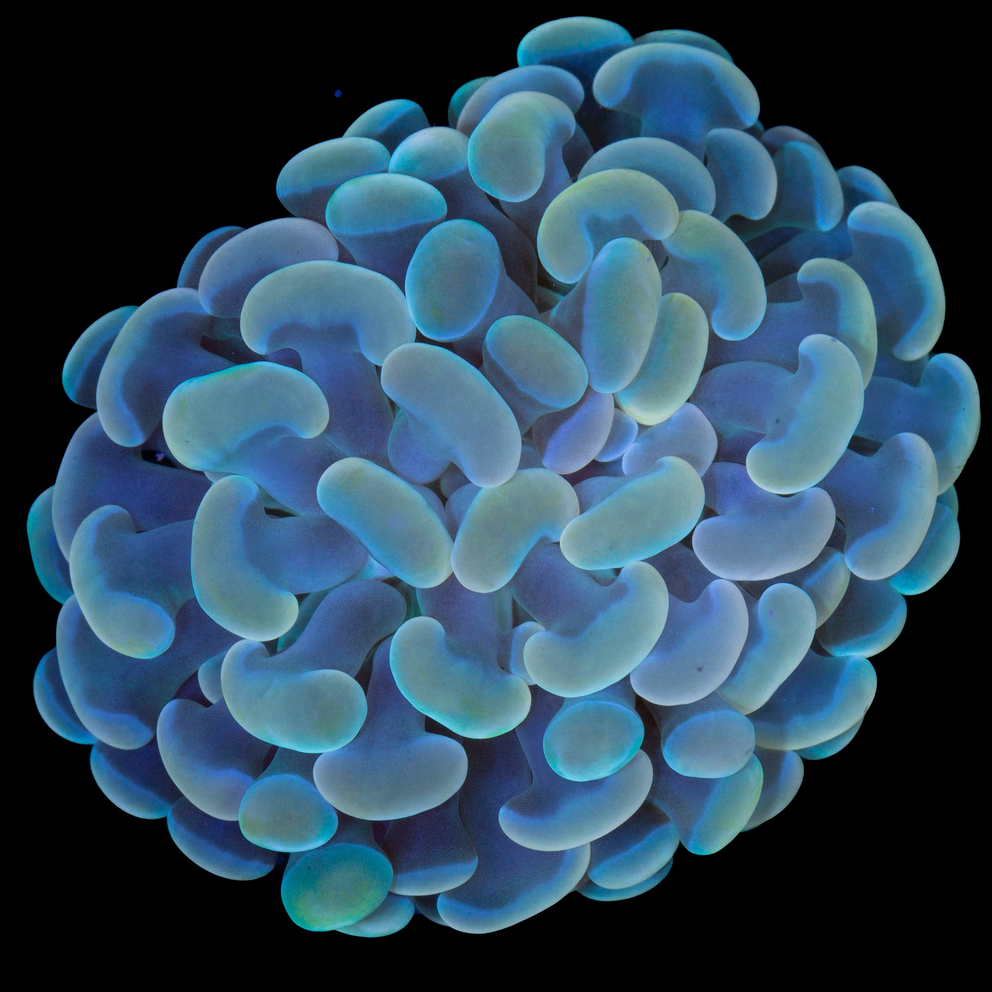 Lucky Charms Branching Hammer Coral
