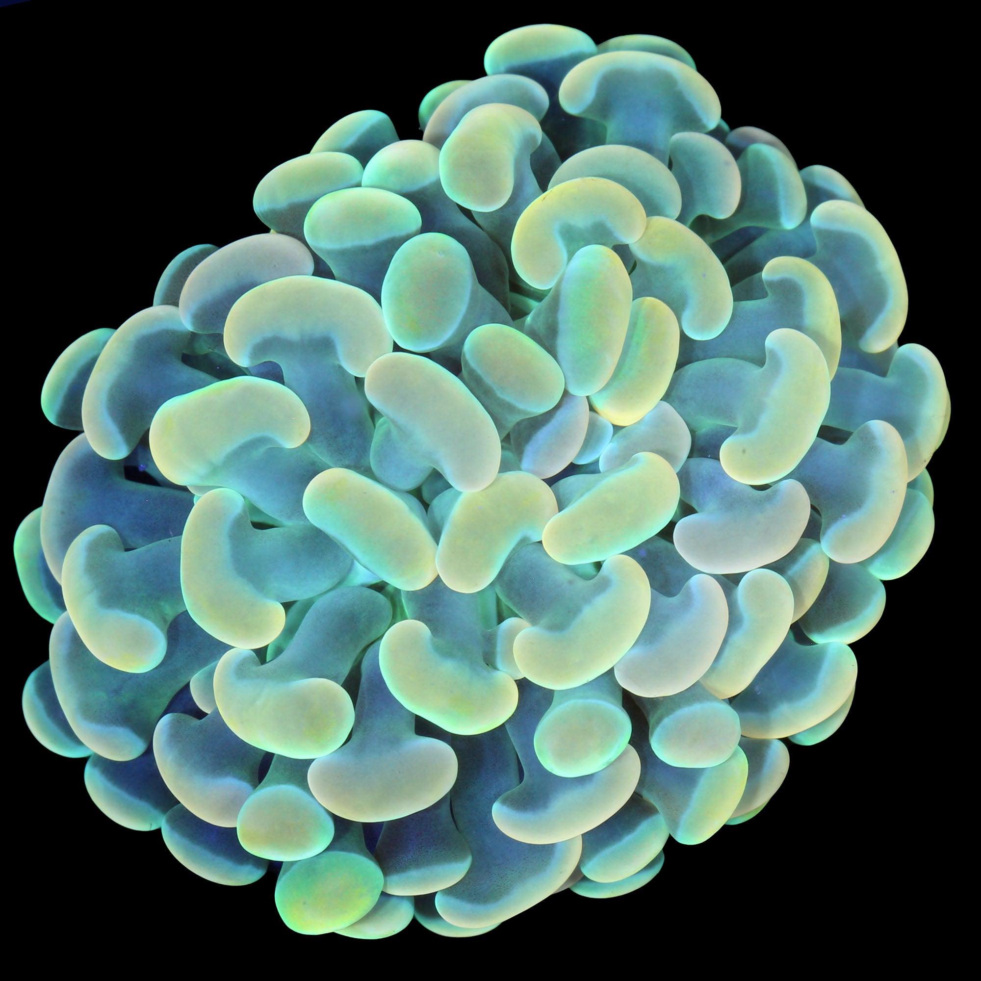 Lucky Charms Branching Hammer Coral