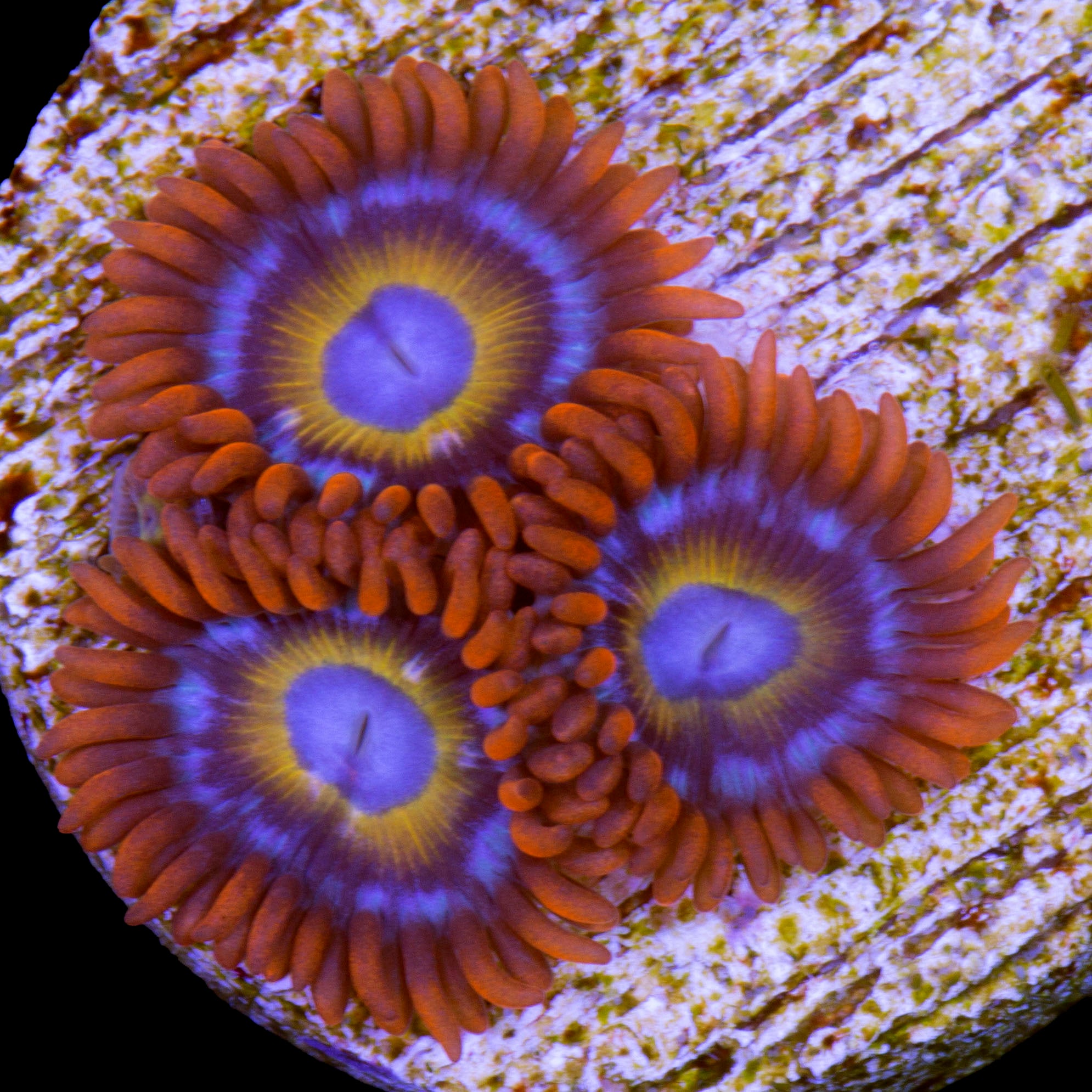 Blue Eyed Blonde Zoanthids