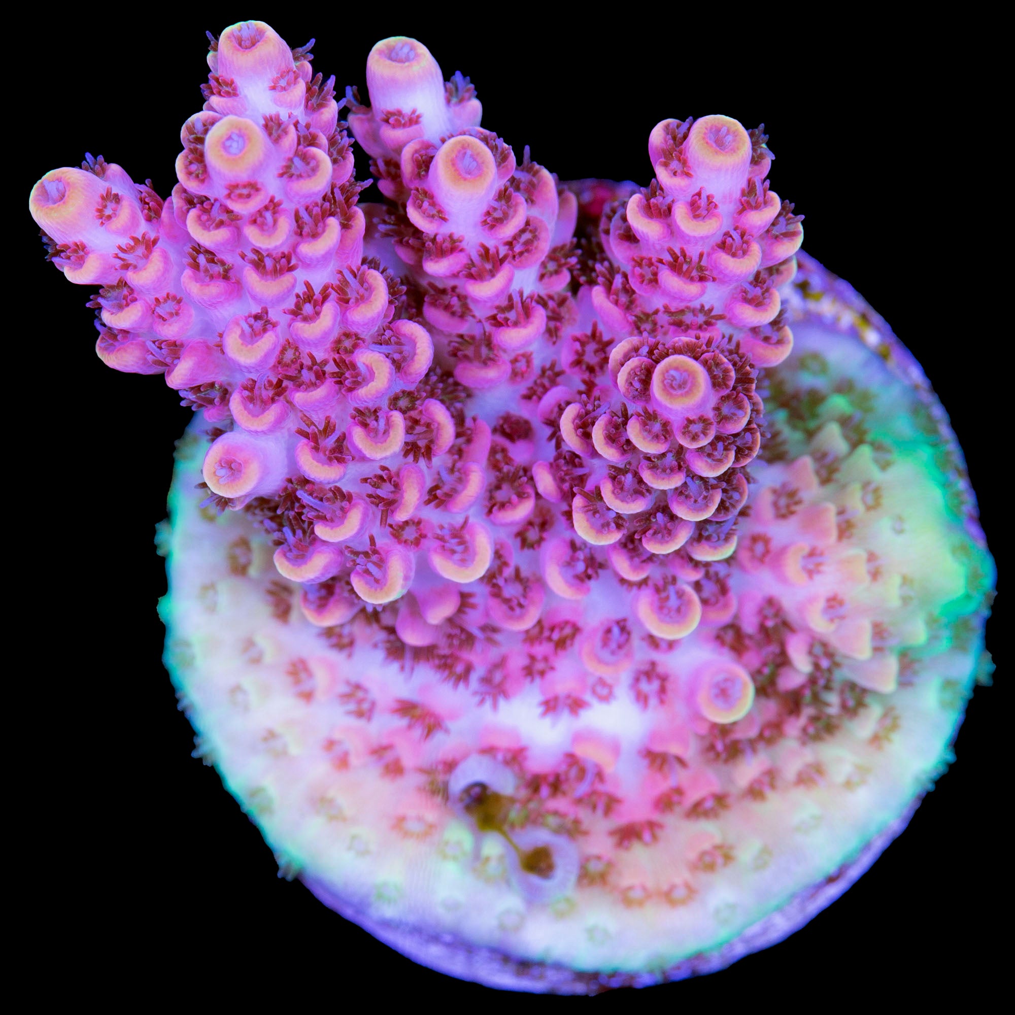 TSA Fruity Pebbles Acropora Coral