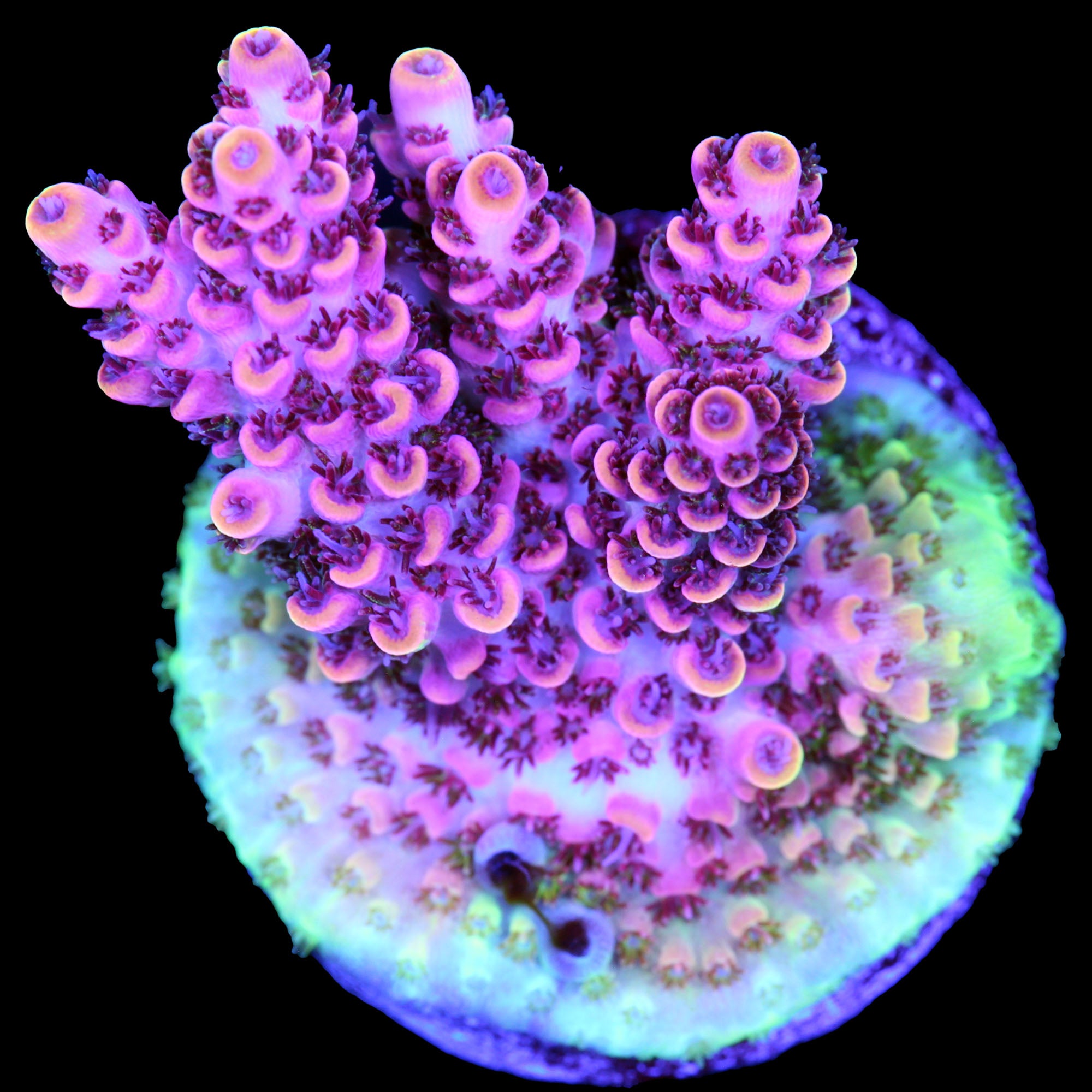 TSA Fruity Pebbles Acropora Coral