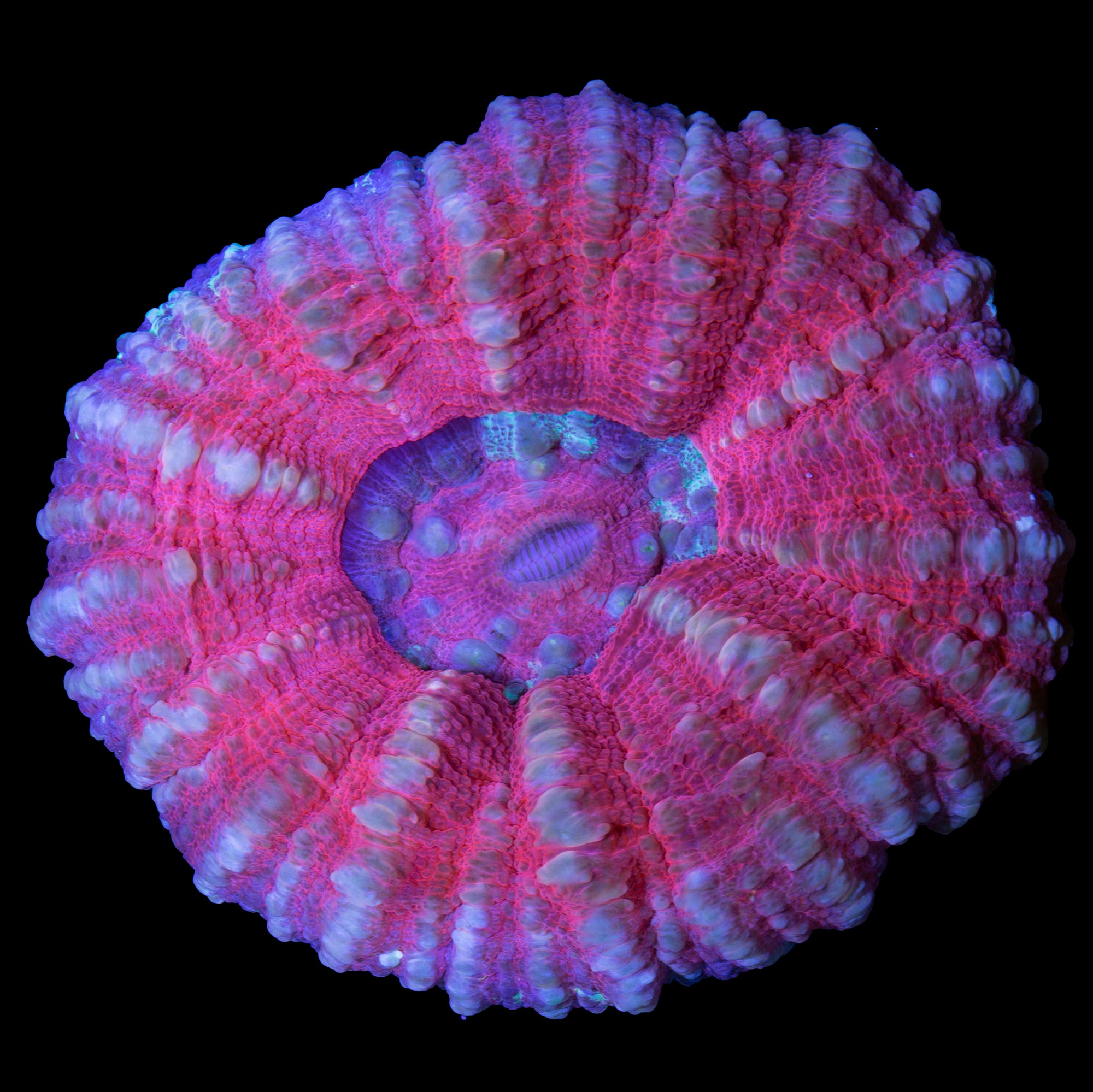 SOLD Rose Scolymia Coral