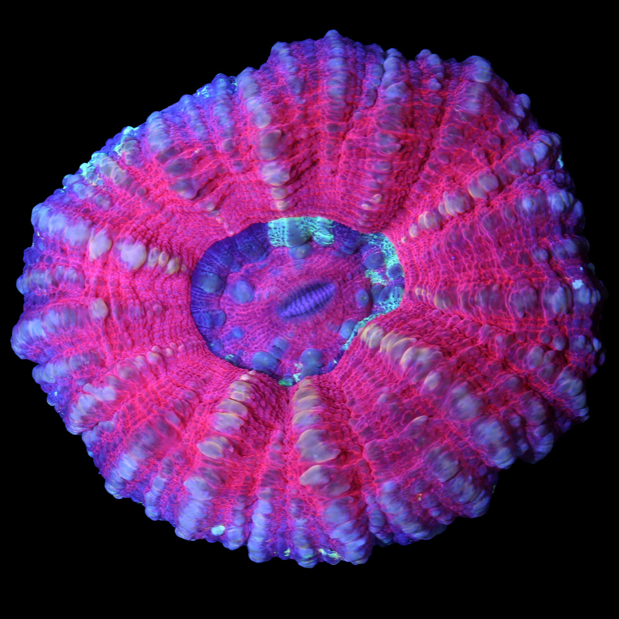 SOLD Rose Scolymia Coral