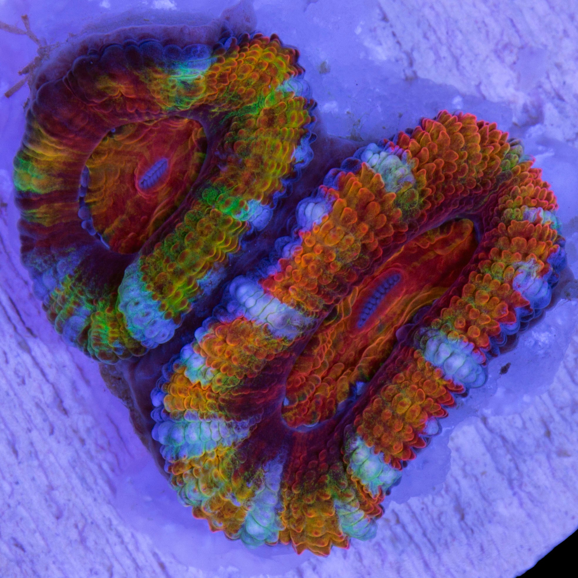Ultra Rainbow Acan Coral
