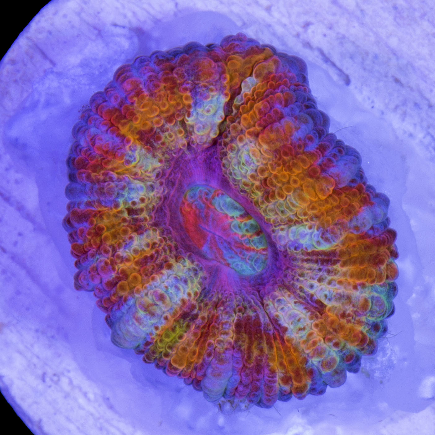 Ultra Rainbow Acan Coral