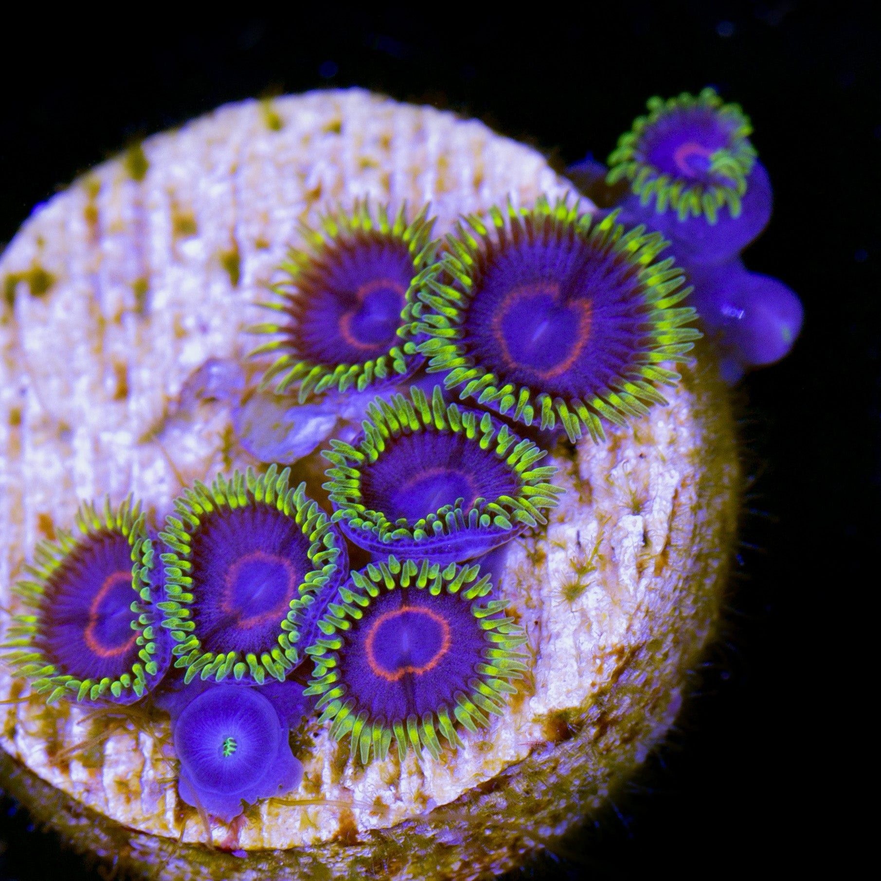 Red Rim Purple Heart Zoanthid