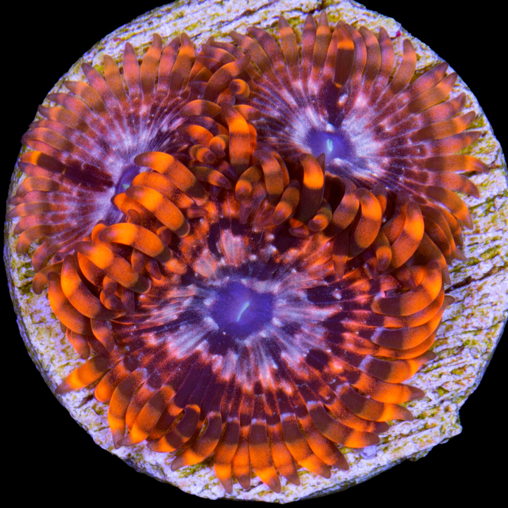 Utter Chaos Zoanthid Coral