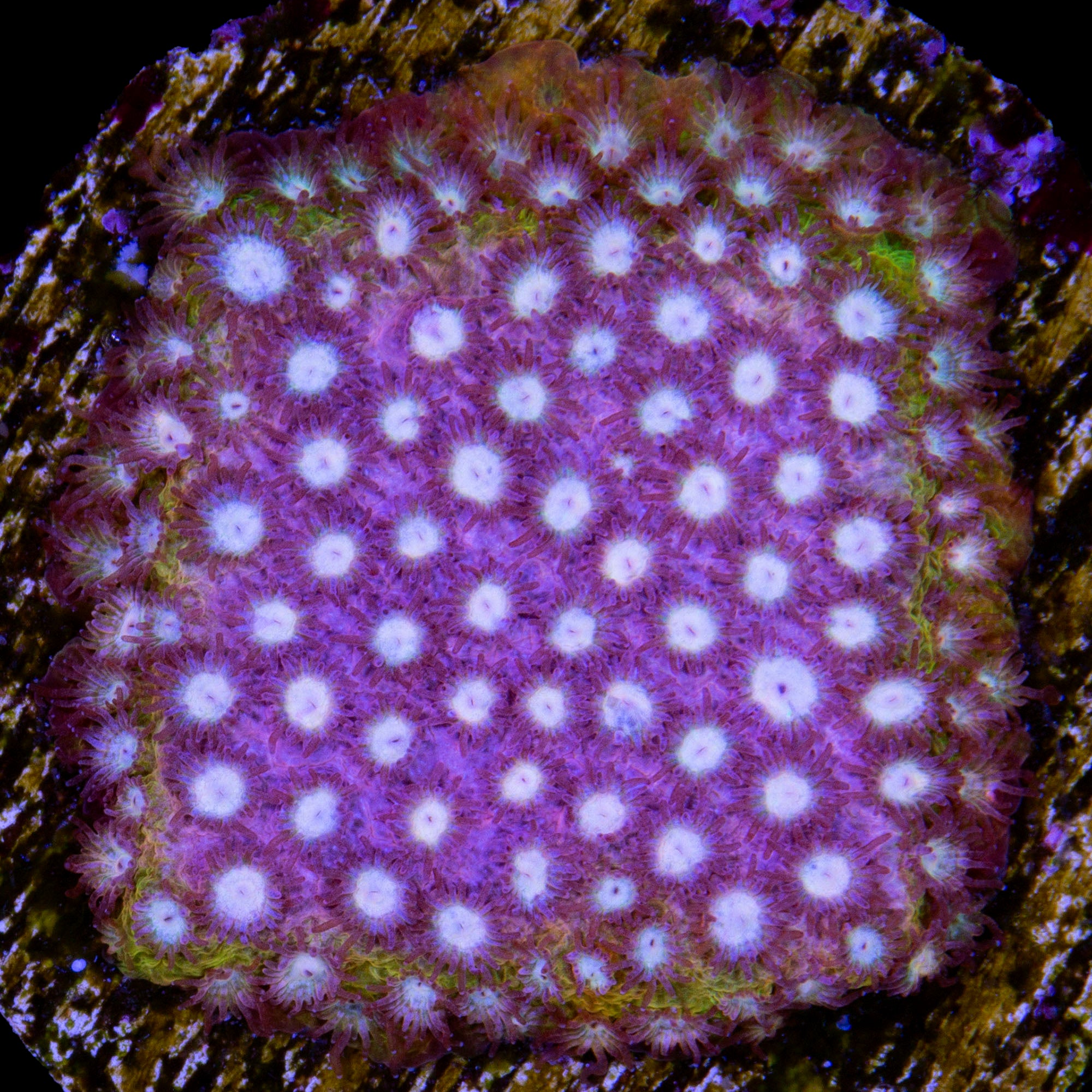 Strawberry Lemonade Cyphastrea Coral